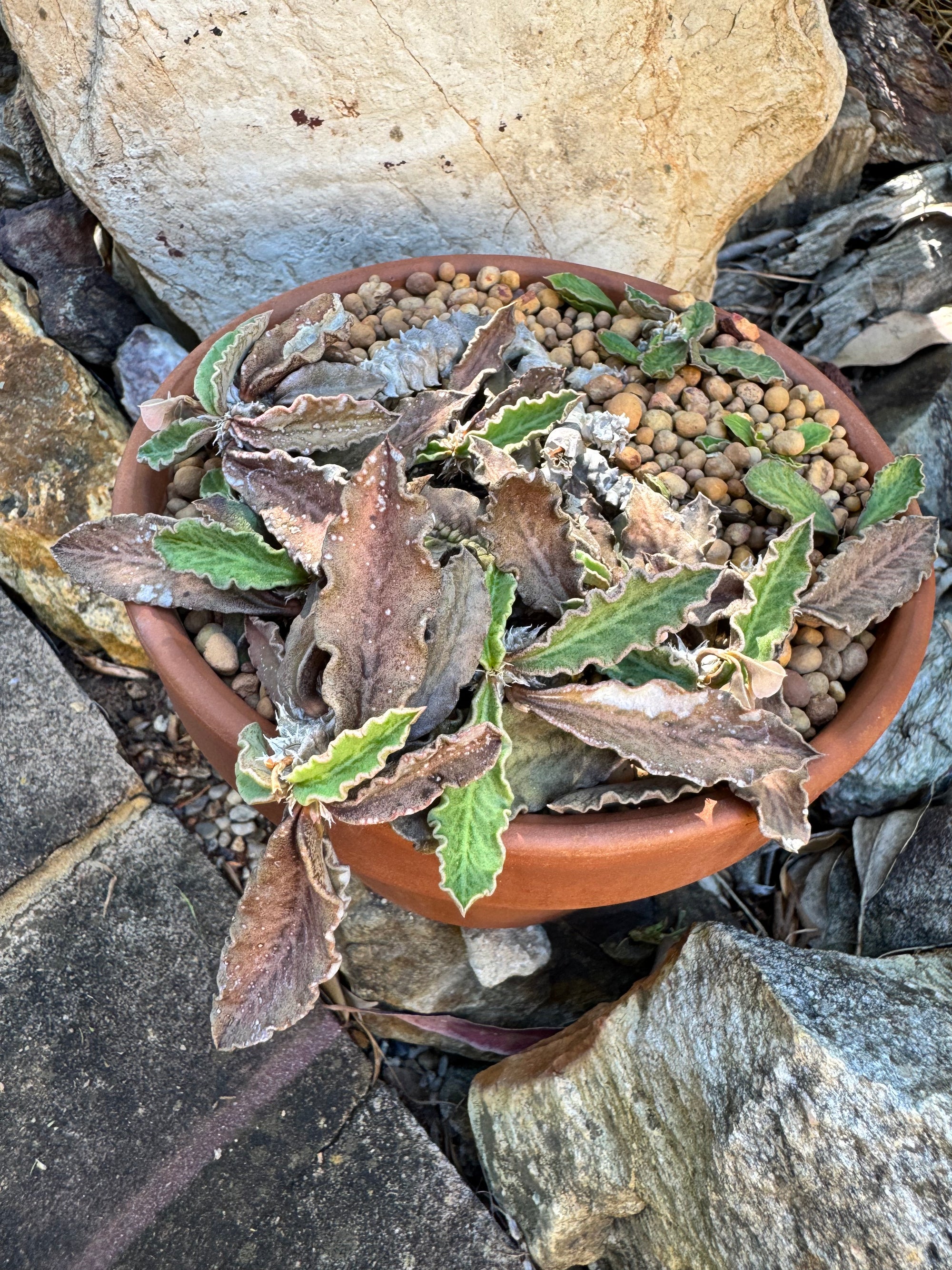 Euphorbia decaryi - The 'Dead Plant'