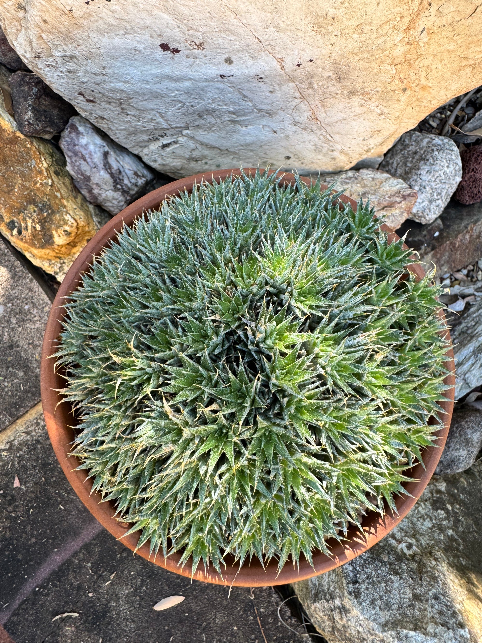 Abromeitiella brevifolia