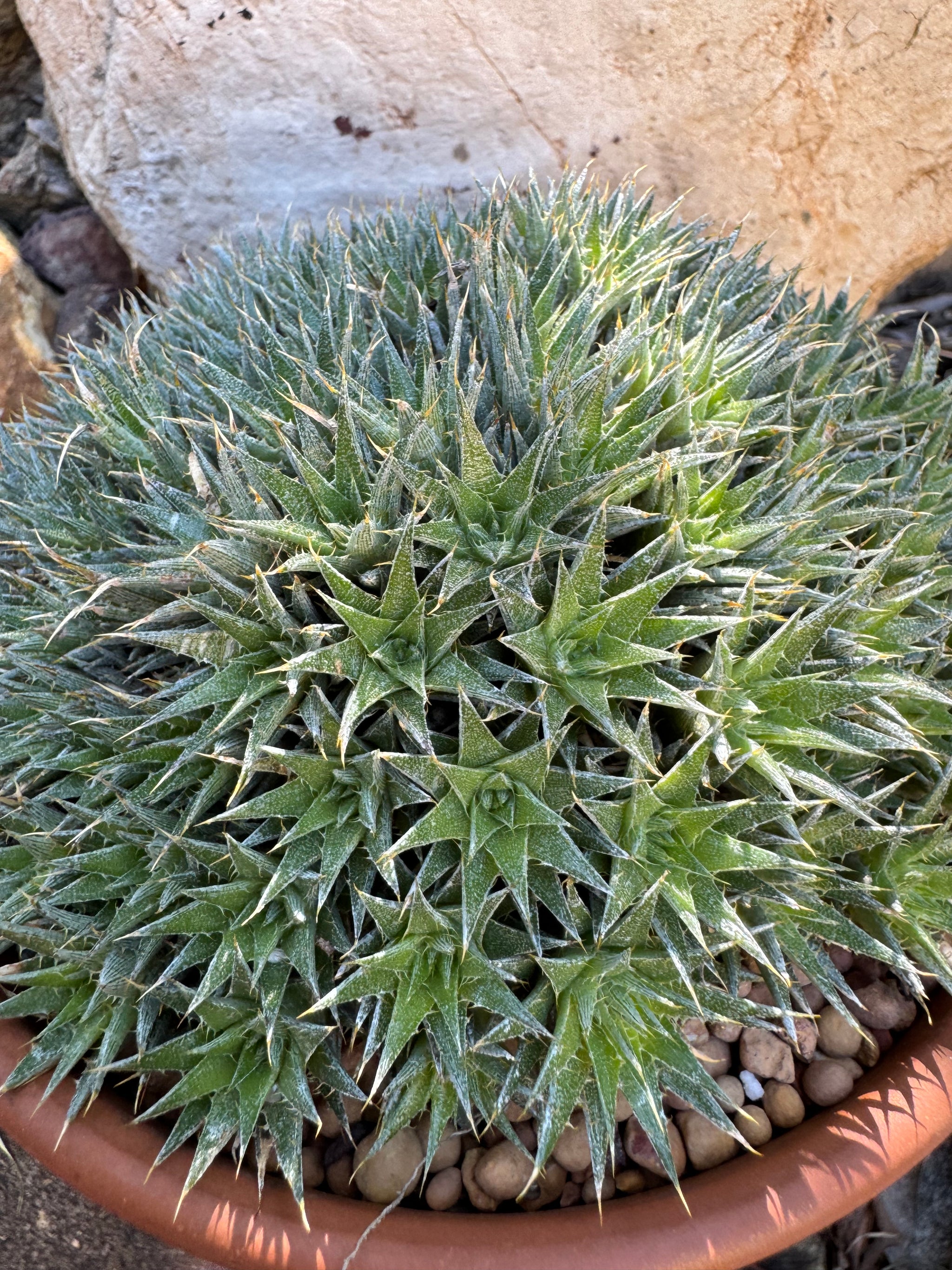 Abromeitiella brevifolia