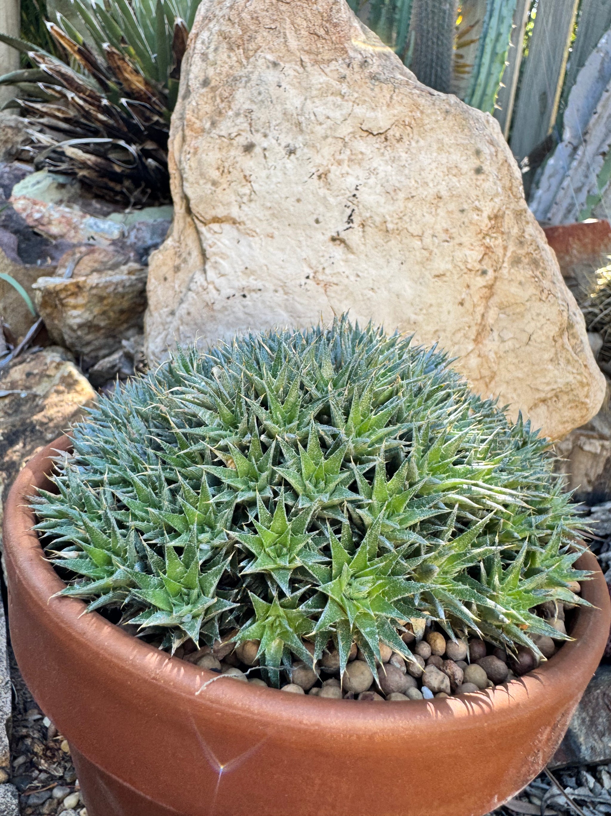 Abromeitiella brevifolia