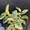 Moonshine Rubber Plant, Ficus Shivereana, Ficus Shivereana ‘Moonshine’, Ficus elastica ‘Moonshine’, Schrijveriana Rubber Plant, Variegated Rubber Plant.