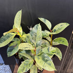 Moonshine Rubber Plant, Ficus Shivereana, Ficus Shivereana ‘Moonshine’, Ficus elastica ‘Moonshine’, Schrijveriana Rubber Plant, Variegated Rubber Plant.
