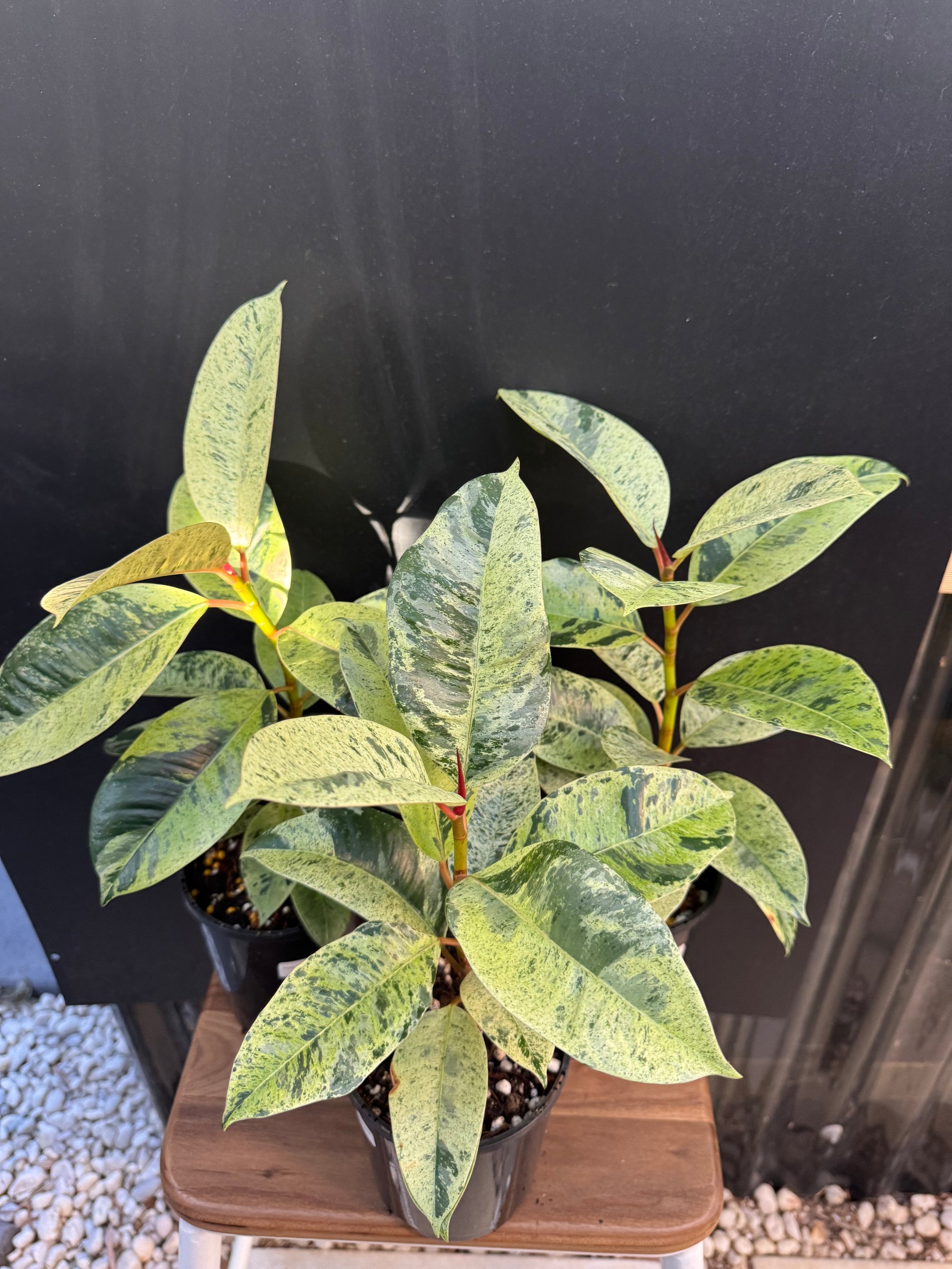 Moonshine Rubber Plant, Ficus Shivereana, Ficus Shivereana ‘Moonshine’, Ficus elastica ‘Moonshine’, Schrijveriana Rubber Plant, Variegated Rubber Plant.