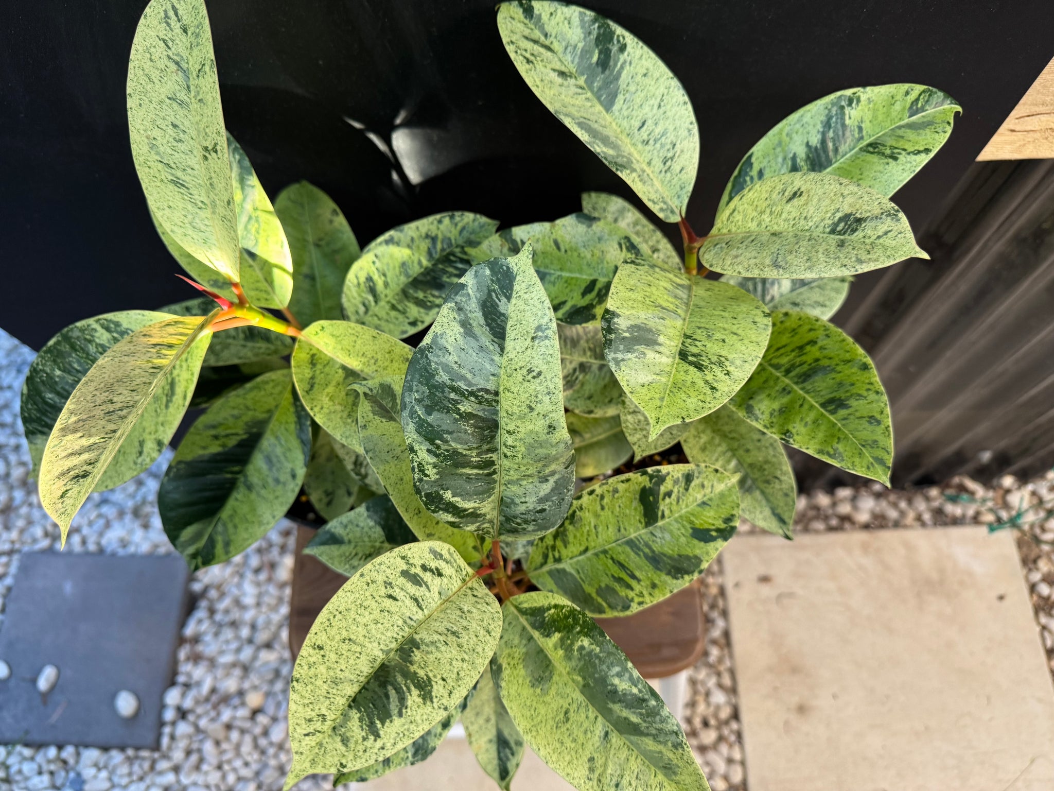 Moonshine Rubber Plant, Ficus Shivereana, Ficus Shivereana ‘Moonshine’, Ficus elastica ‘Moonshine’, Schrijveriana Rubber Plant, Variegated Rubber Plant.