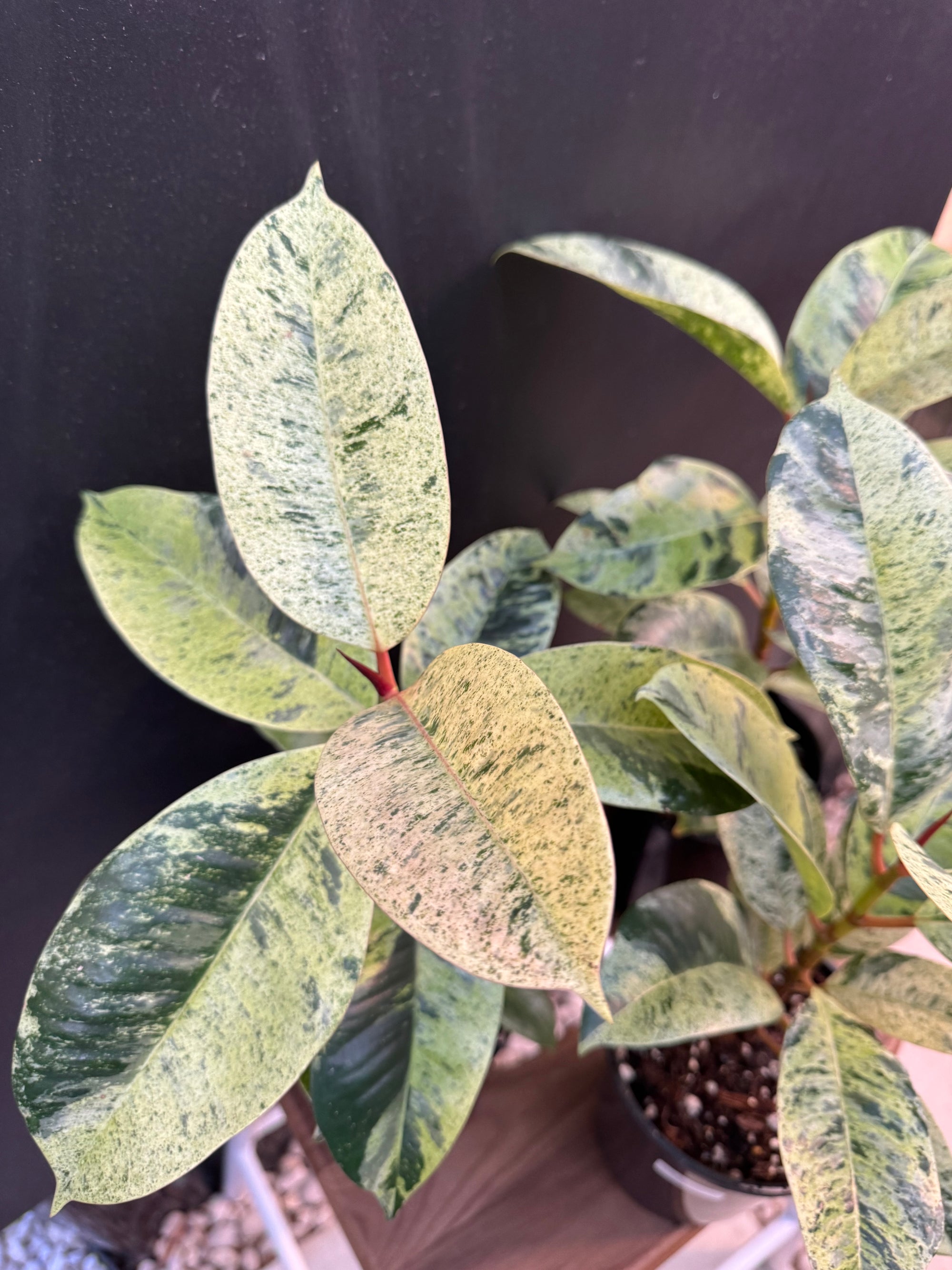 Moonshine Rubber Plant, Ficus Shivereana, Ficus Shivereana ‘Moonshine’, Ficus elastica ‘Moonshine’, Schrijveriana Rubber Plant, Variegated Rubber Plant.