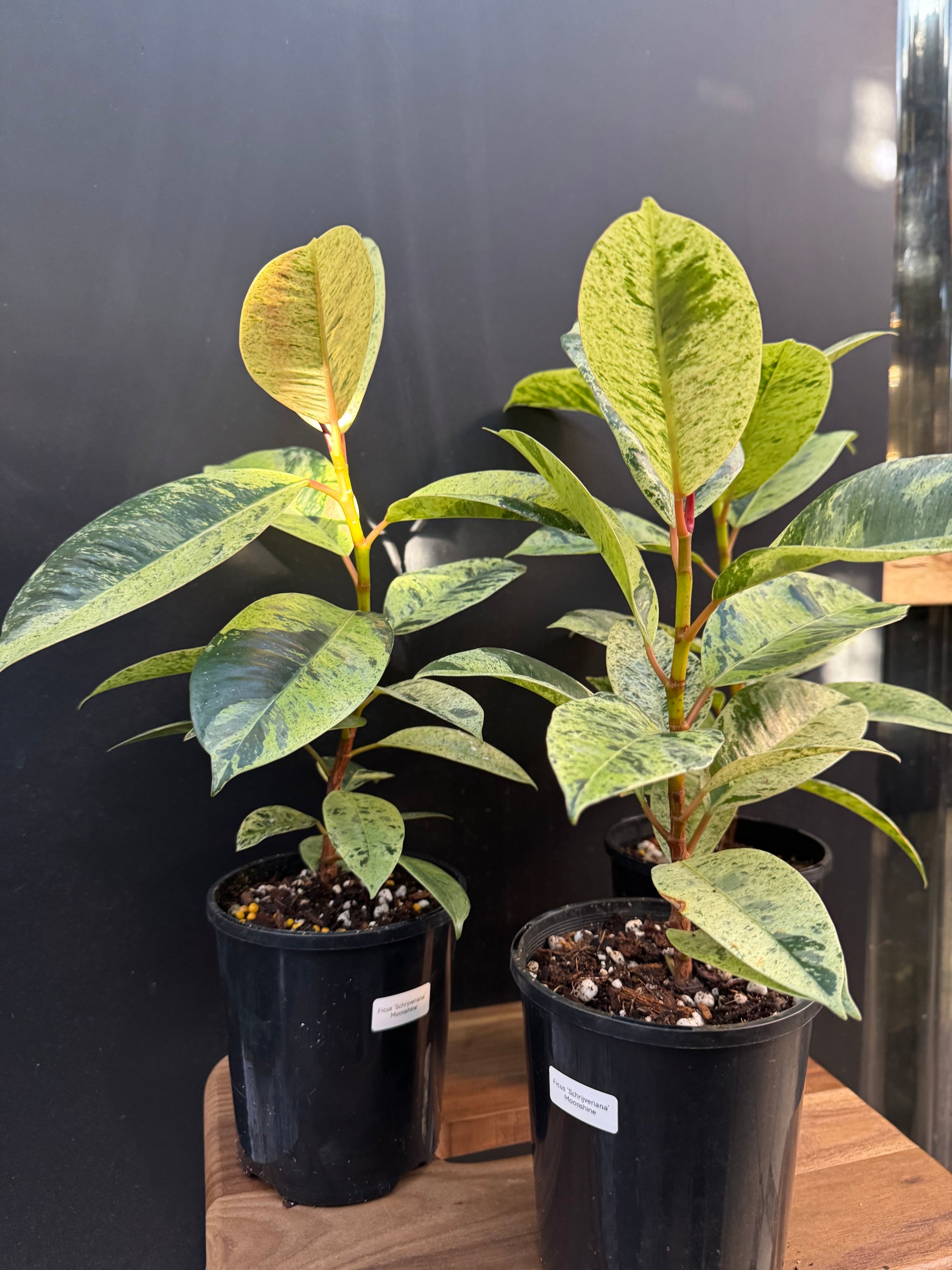 Moonshine Rubber Plant, Ficus Shivereana, Ficus Shivereana ‘Moonshine’, Ficus elastica ‘Moonshine’, Schrijveriana Rubber Plant, Variegated Rubber Plant.