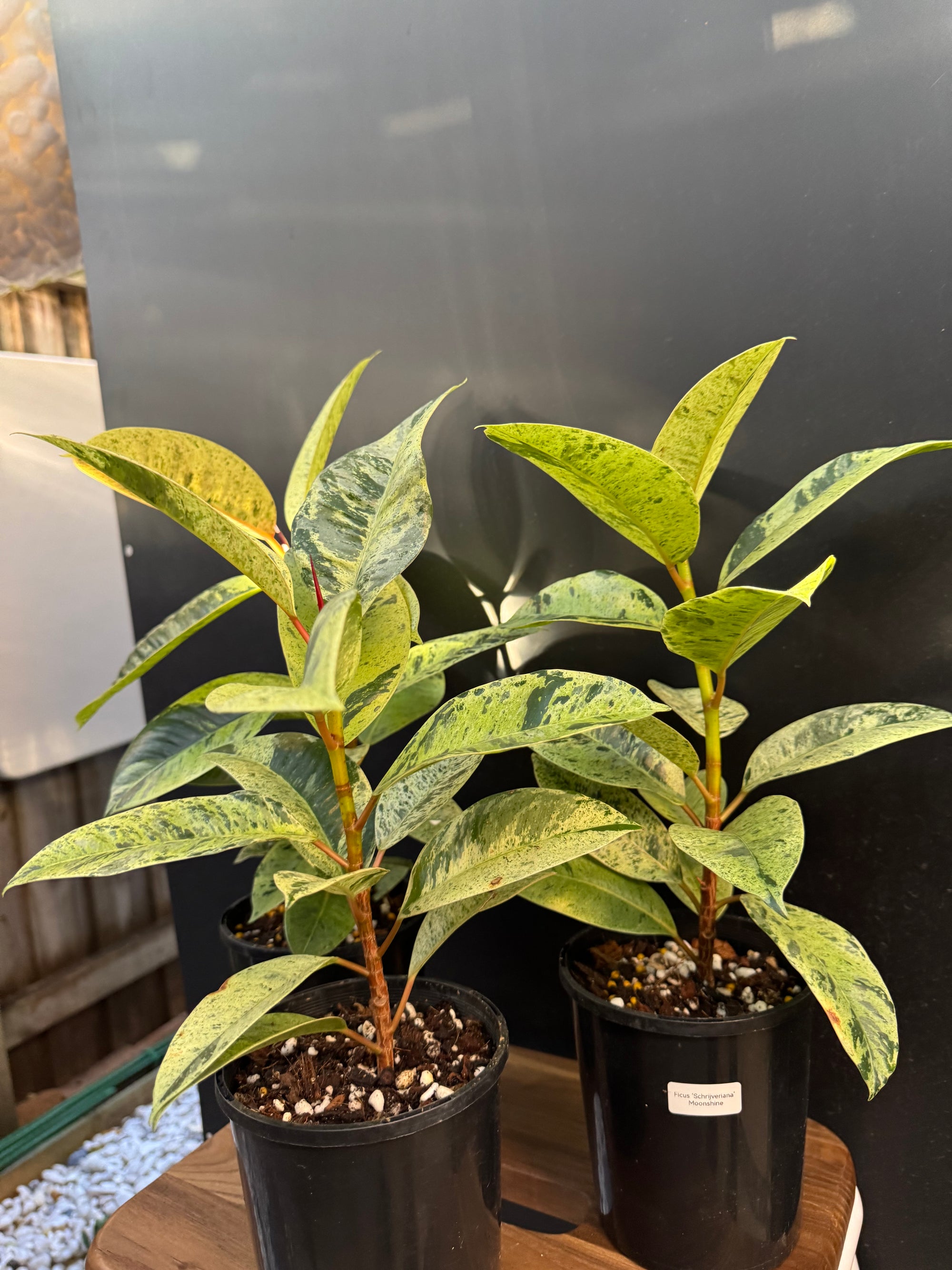 Moonshine Rubber Plant, Ficus Shivereana, Ficus Shivereana ‘Moonshine’, Ficus elastica ‘Moonshine’, Schrijveriana Rubber Plant, Variegated Rubber Plant.