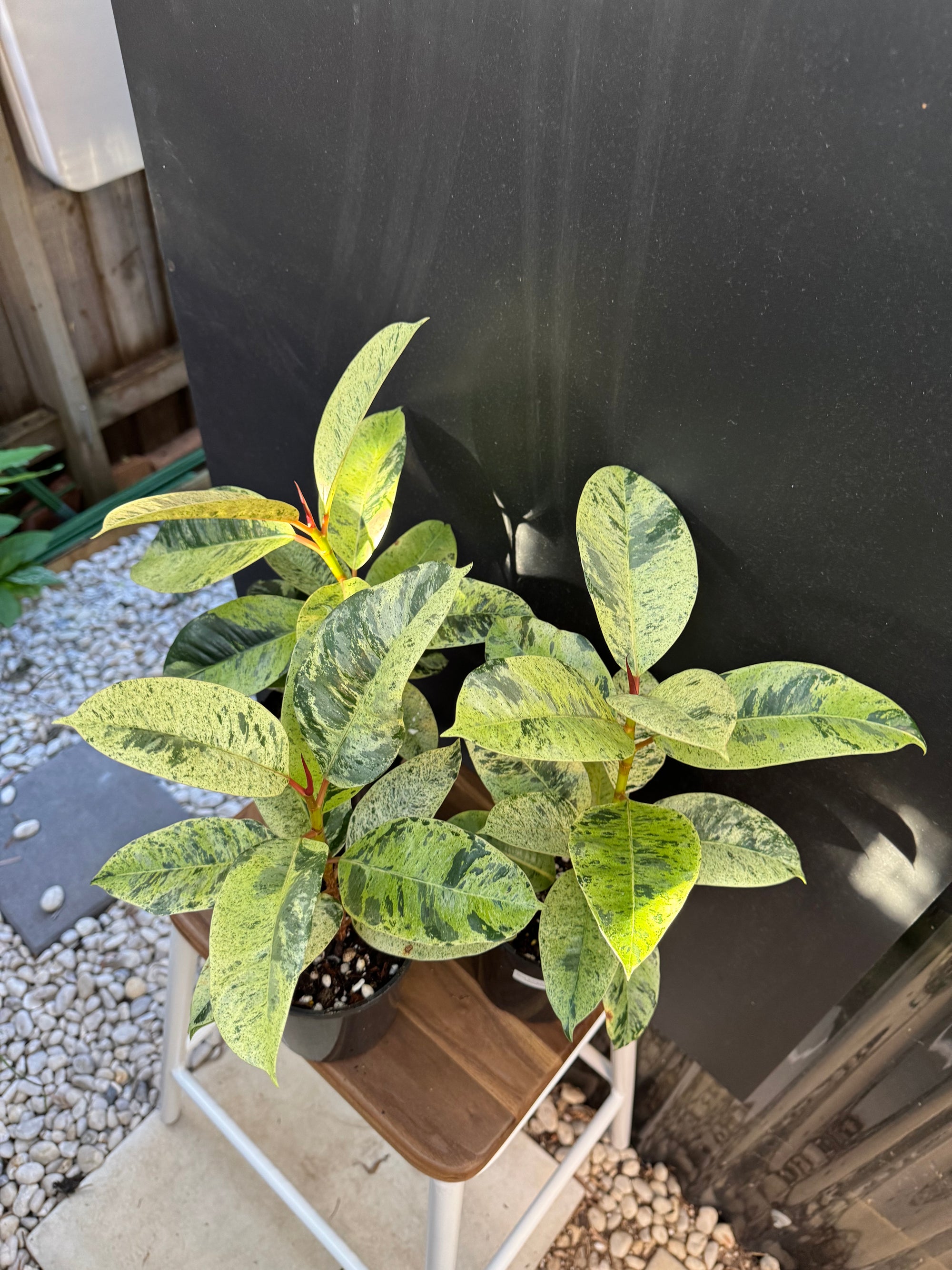 Moonshine Rubber Plant, Ficus Shivereana, Ficus Shivereana ‘Moonshine’, Ficus elastica ‘Moonshine’, Schrijveriana Rubber Plant, Variegated Rubber Plant.