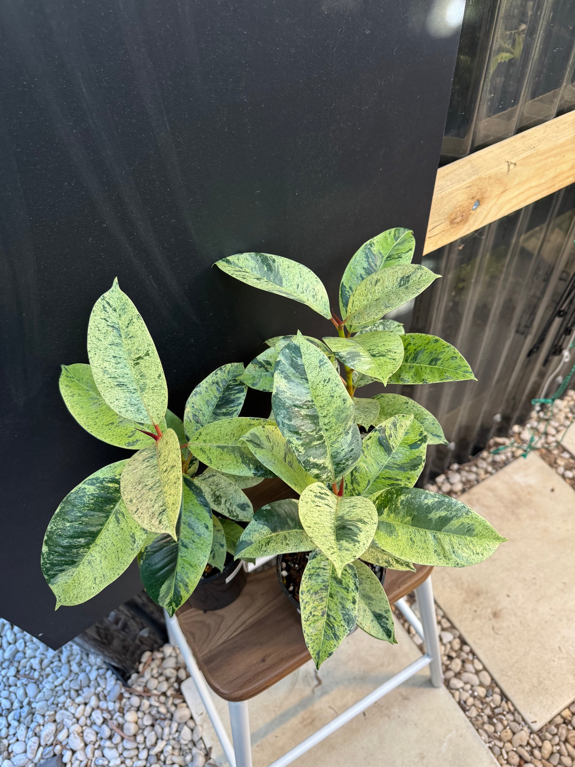 Moonshine Rubber Plant, Ficus Shivereana, Ficus Shivereana ‘Moonshine’, Ficus elastica ‘Moonshine’, Schrijveriana Rubber Plant, Variegated Rubber Plant.