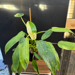 Philodendron ‘Jose Buono’ — Exact Specimen
