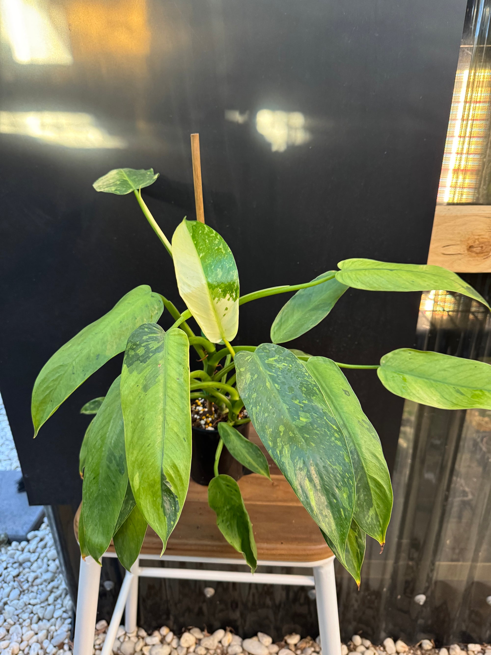 Philodendron ‘Jose Buono’ — Exact Specimen