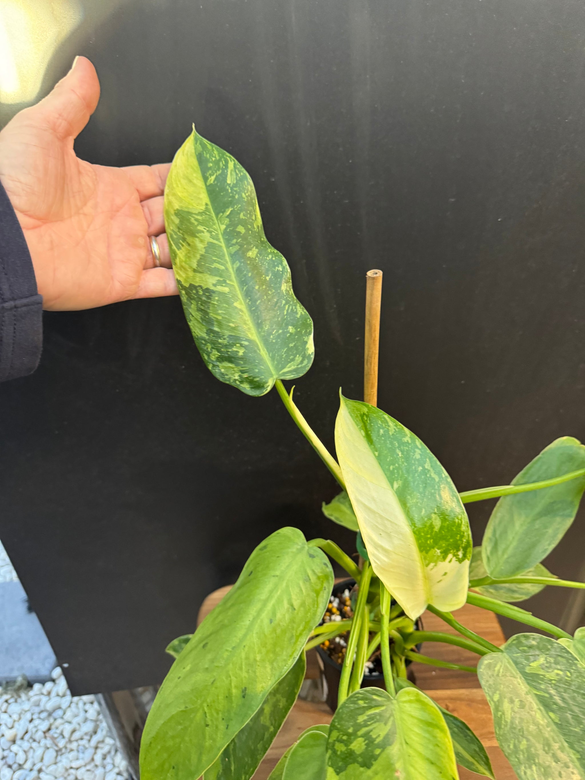 Philodendron ‘Jose Buono’ — Exact Specimen