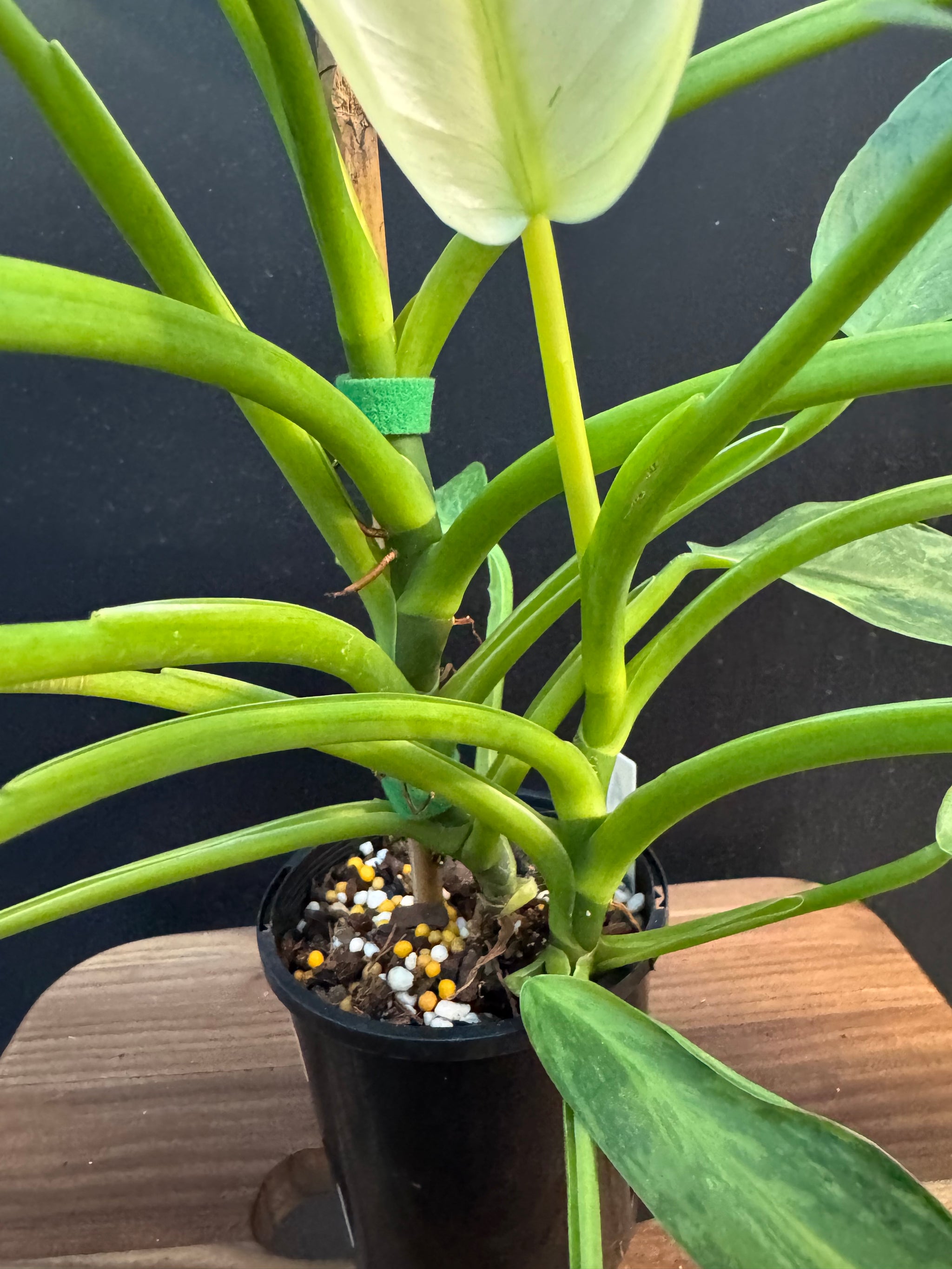 Philodendron ‘Jose Buono’ — Exact Specimen