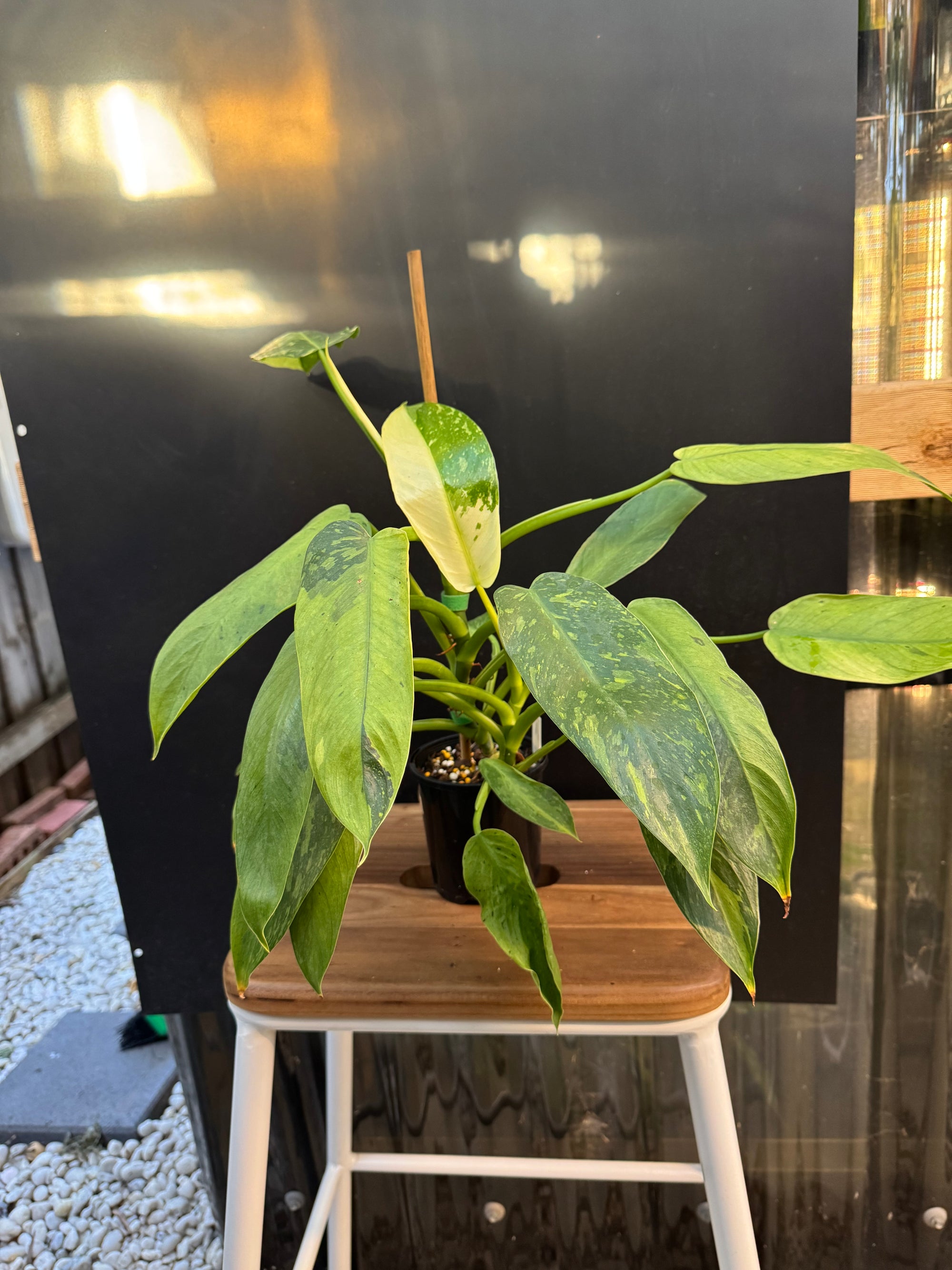 Philodendron ‘Jose Buono’ — Exact Specimen