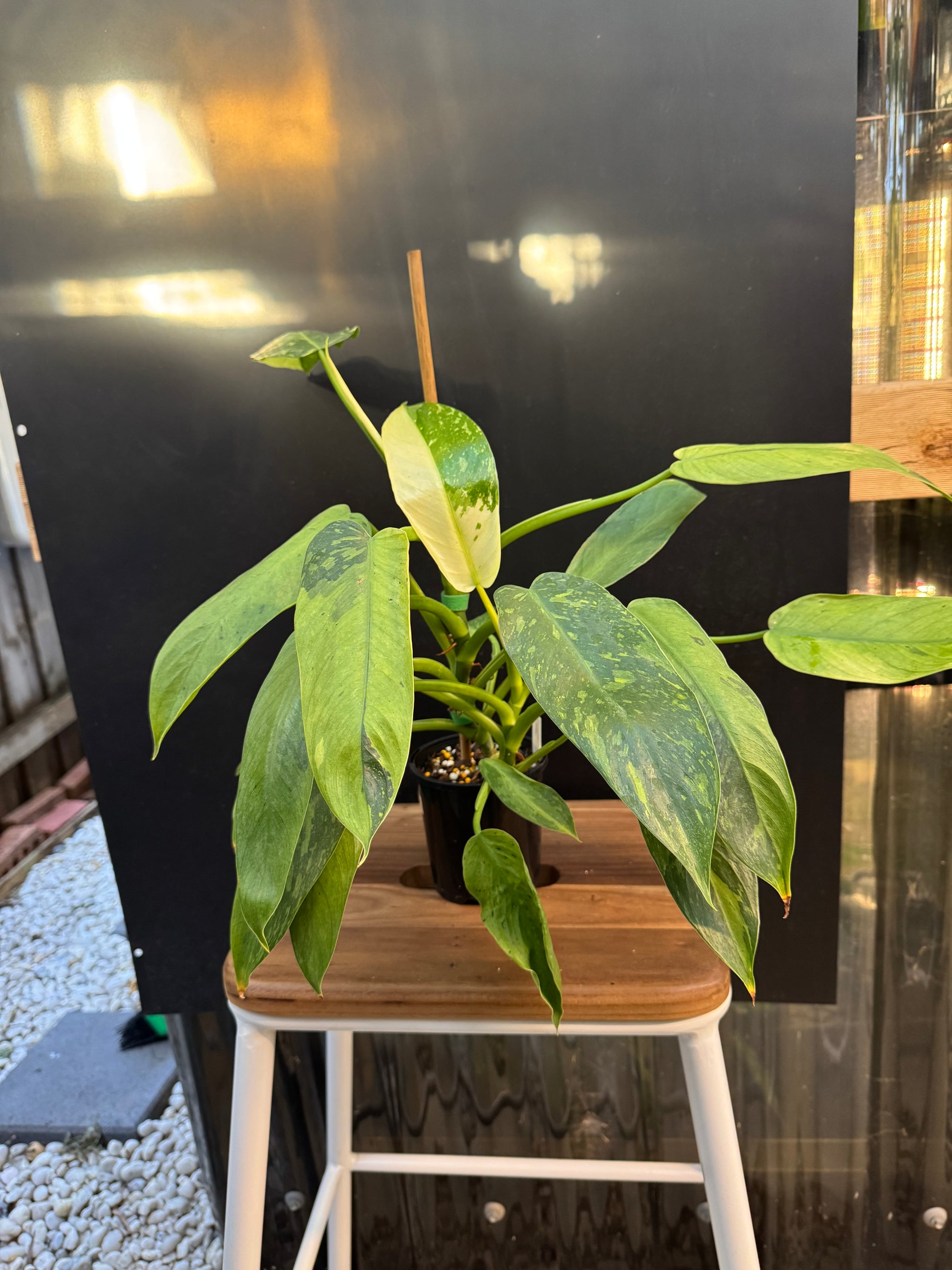 Philodendron ‘Jose Buono’ — Exact Specimen