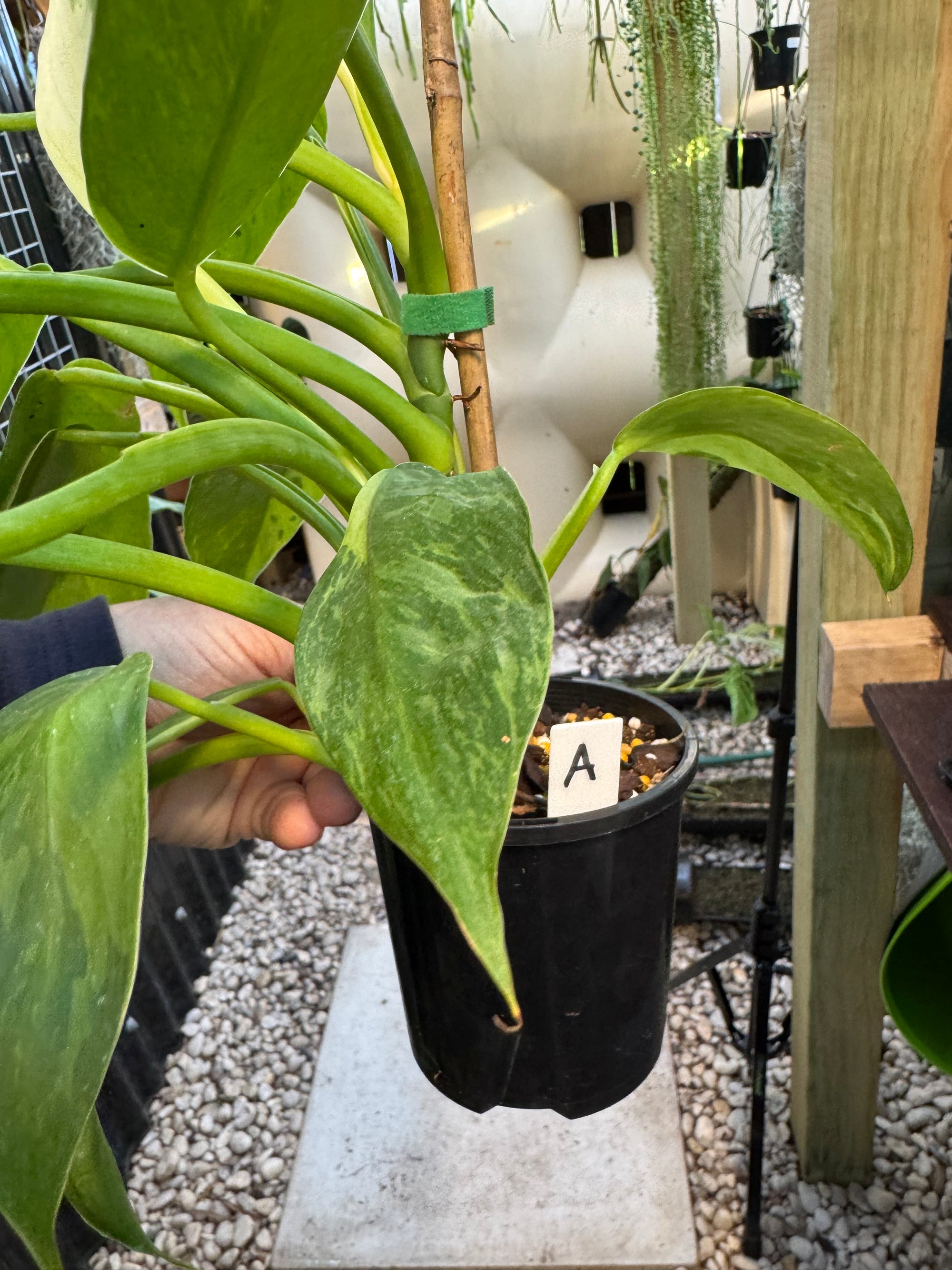 Philodendron ‘Jose Buono’ — Exact Specimen