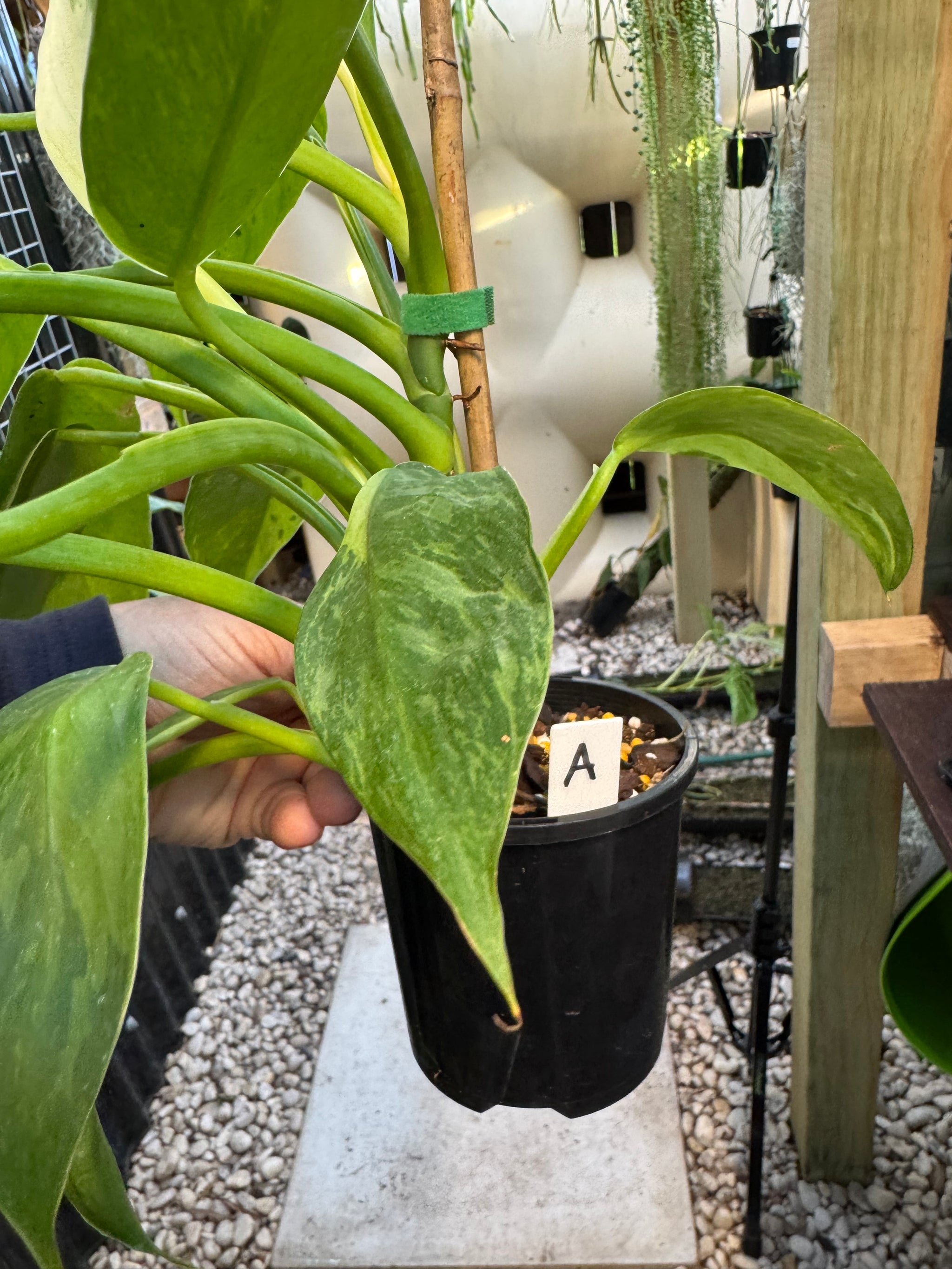 Philodendron ‘Jose Buono’ — Exact Specimen