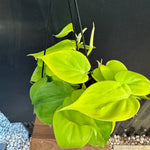 Philodendron 'Neon'