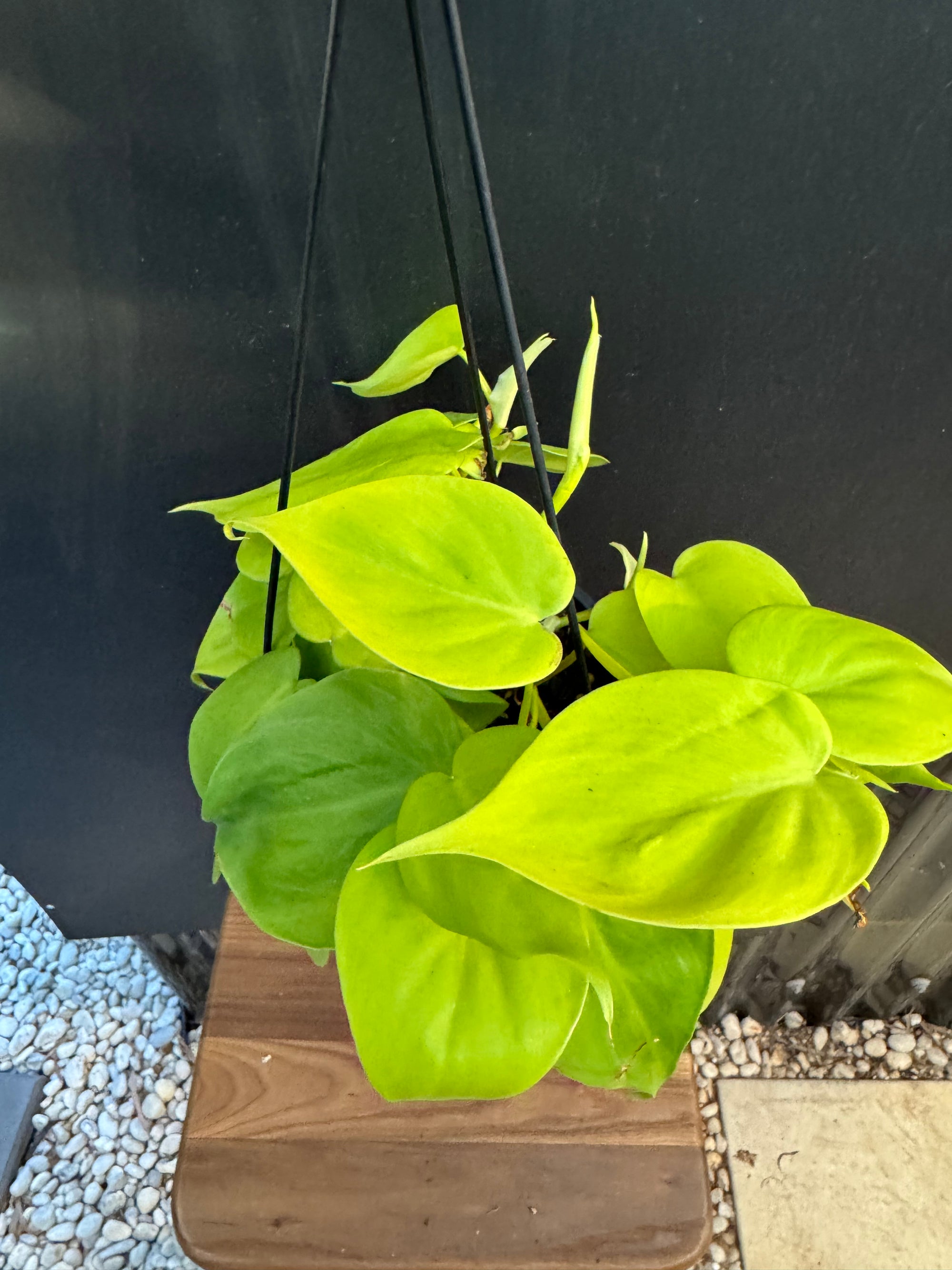 Philodendron 'Neon'