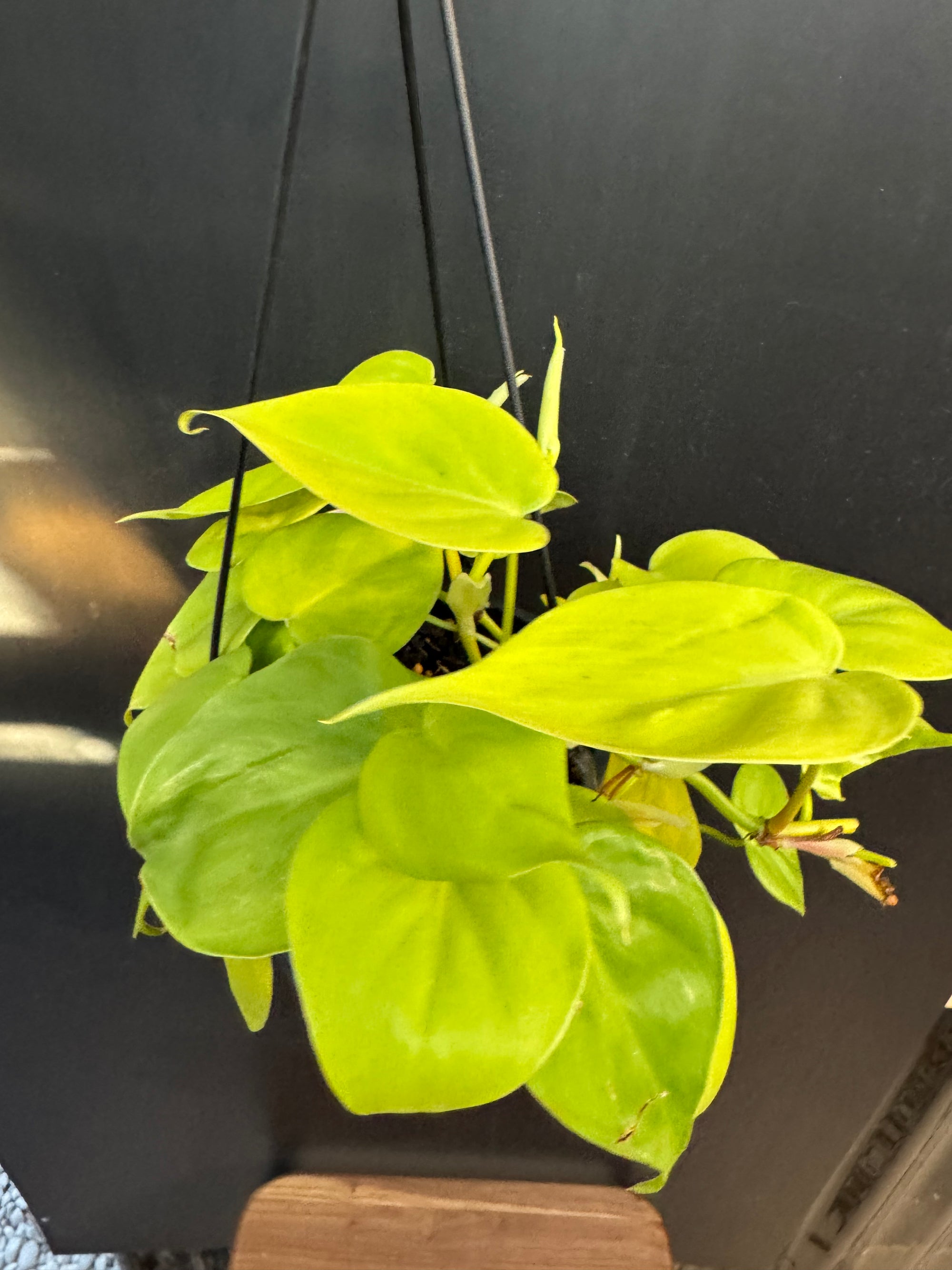 Philodendron 'Neon'
