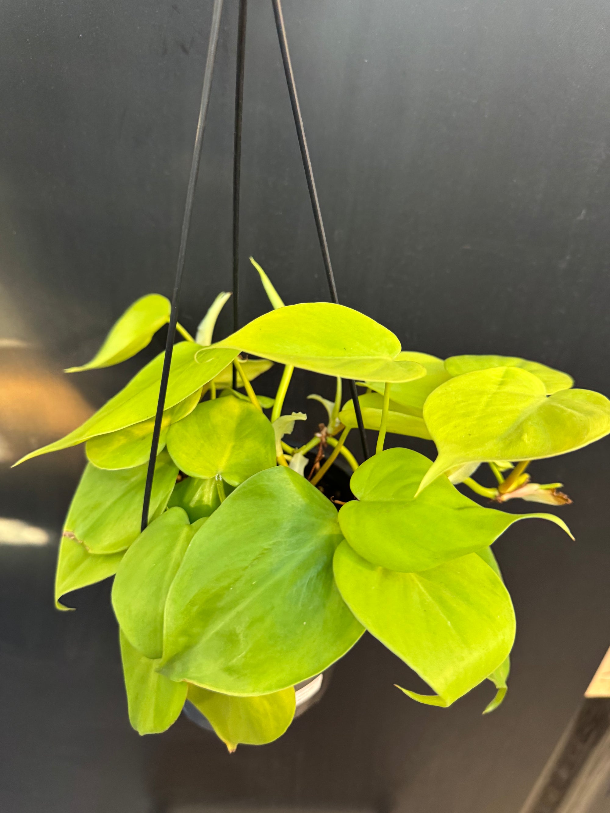 Philodendron 'Neon'