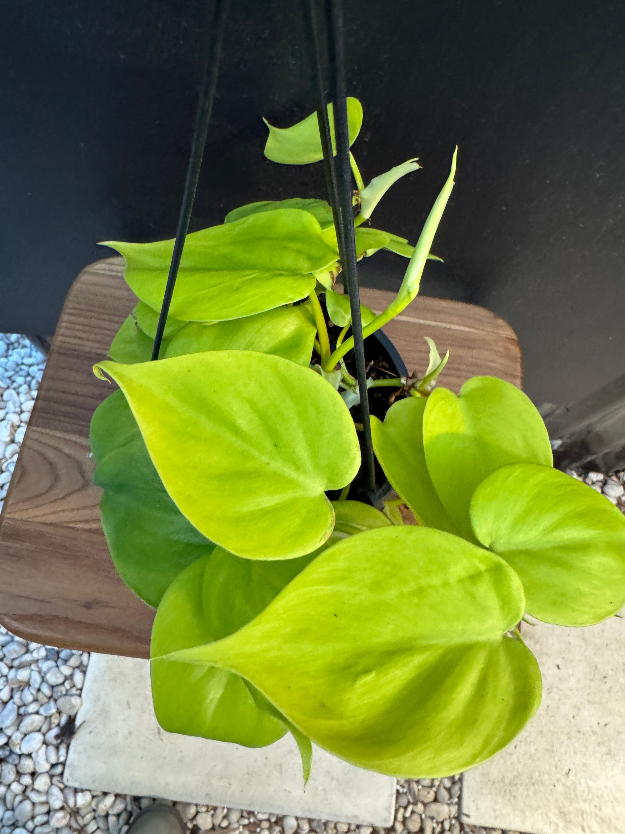 Philodendron 'Neon'