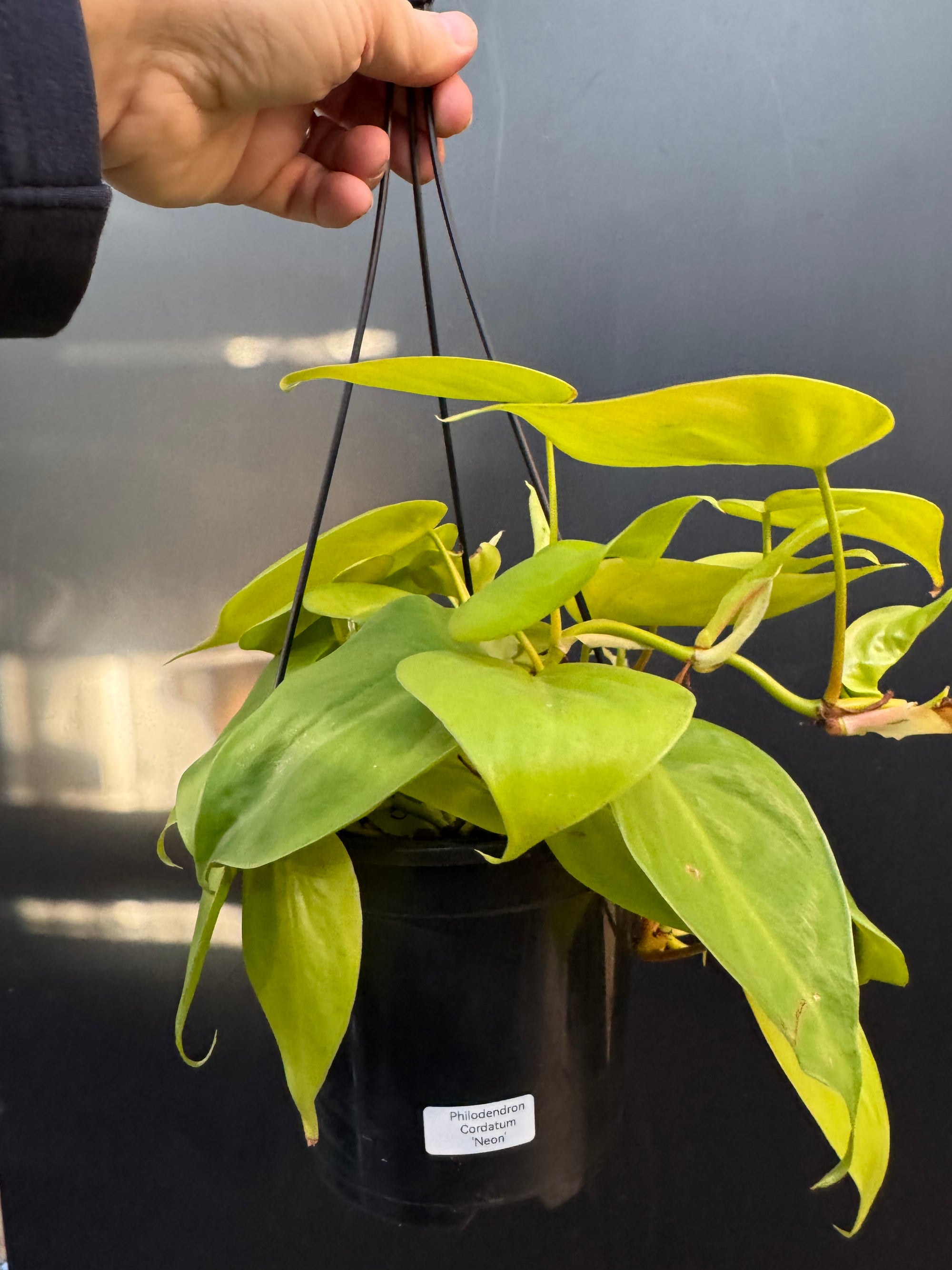Philodendron 'Neon'
