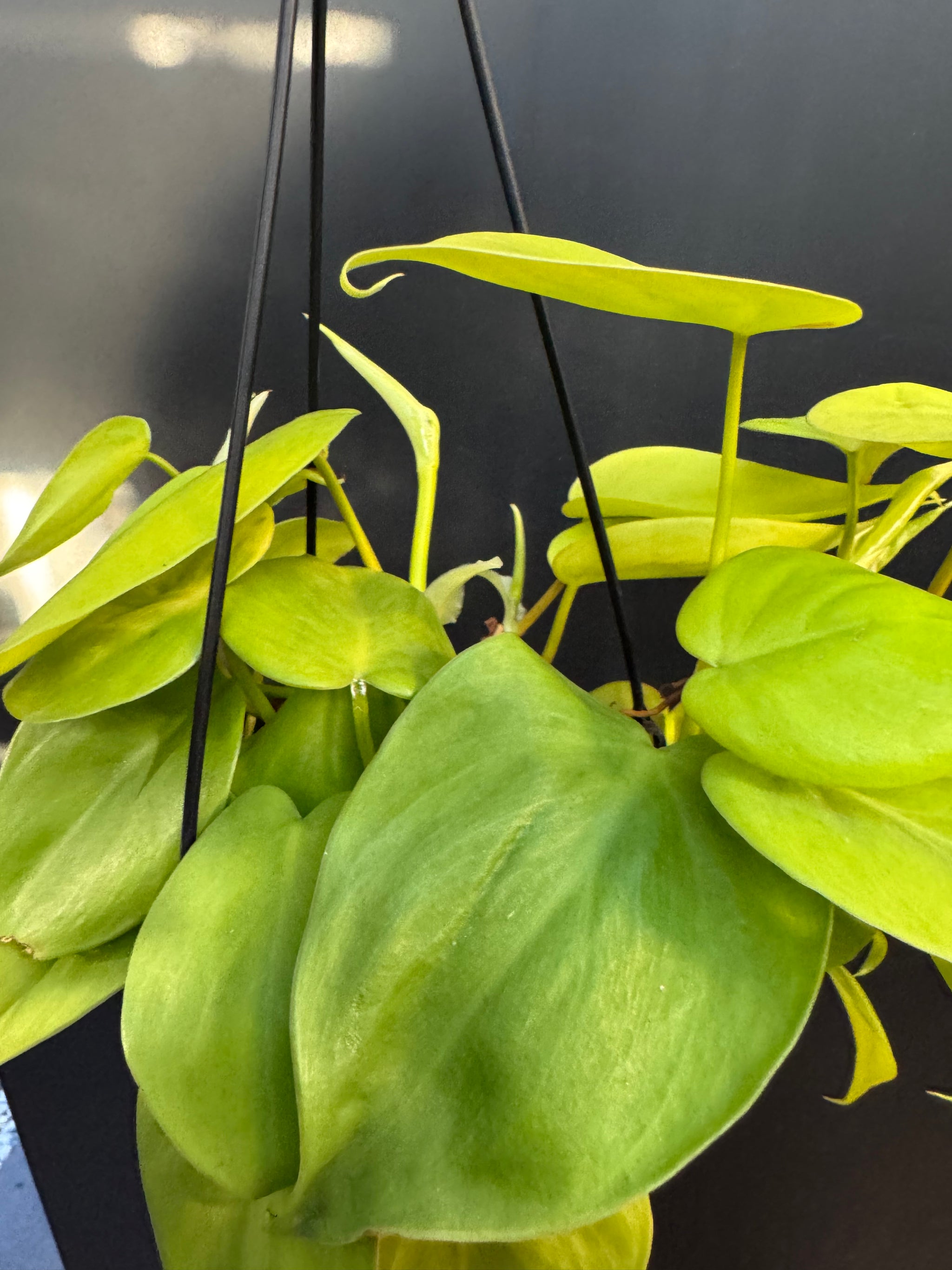 Philodendron 'Neon'