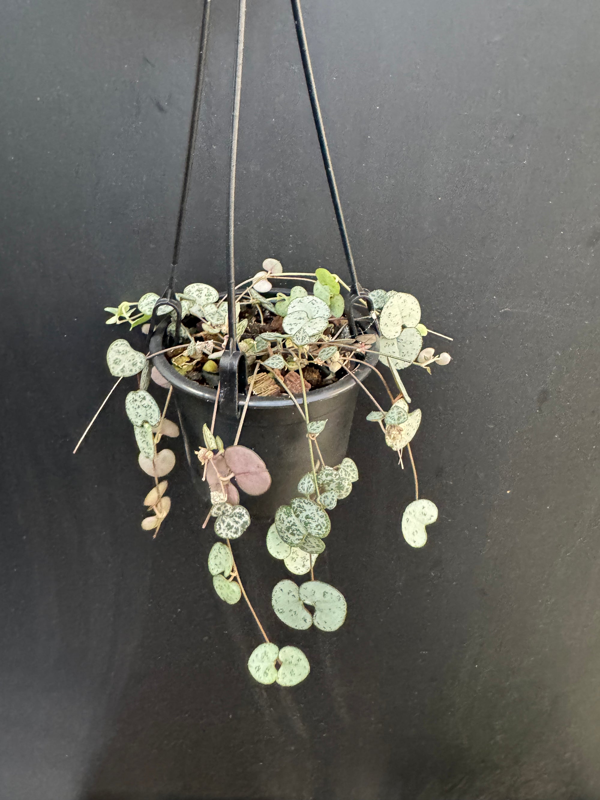 String Of Hearts