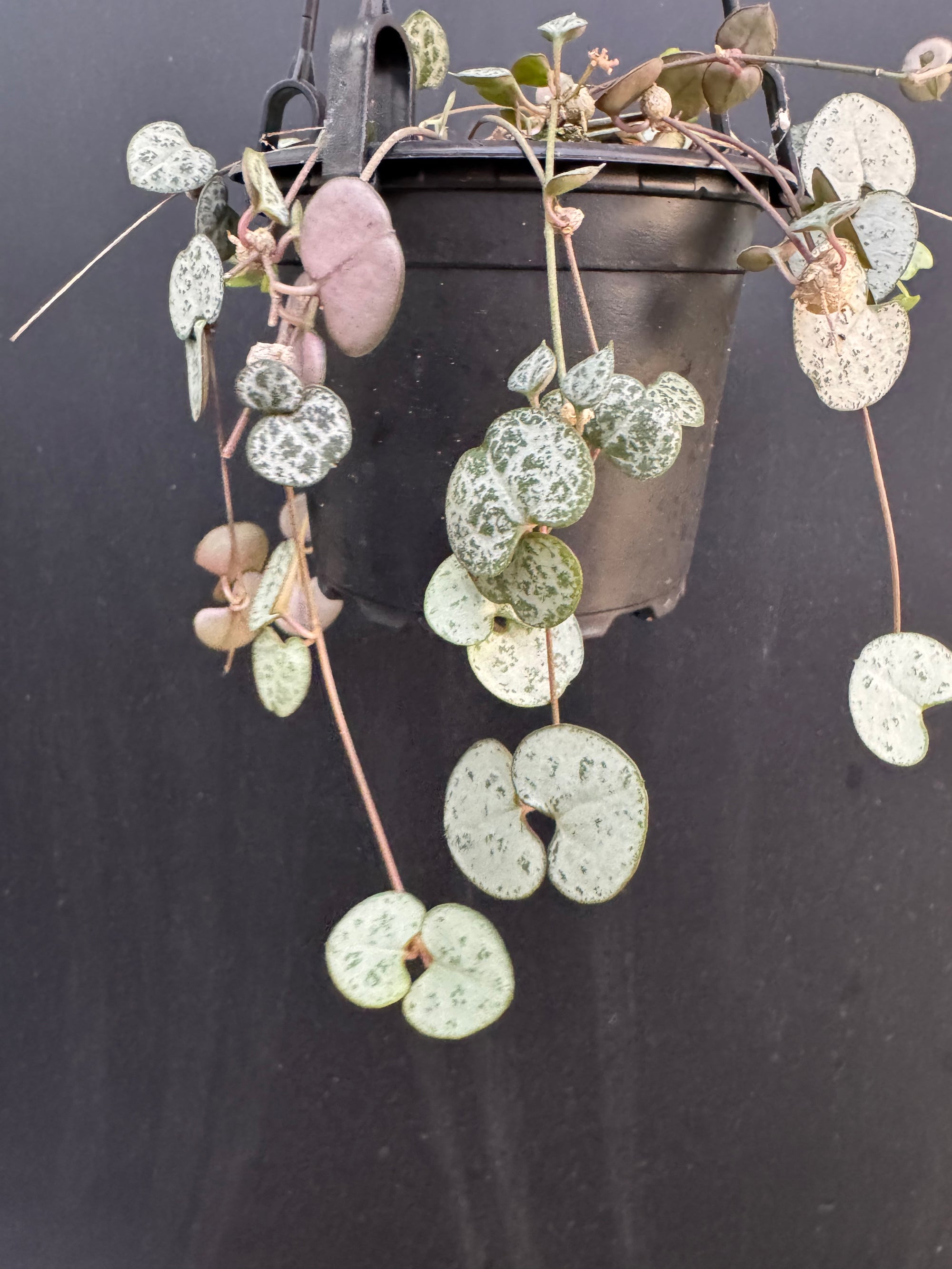 String Of Hearts