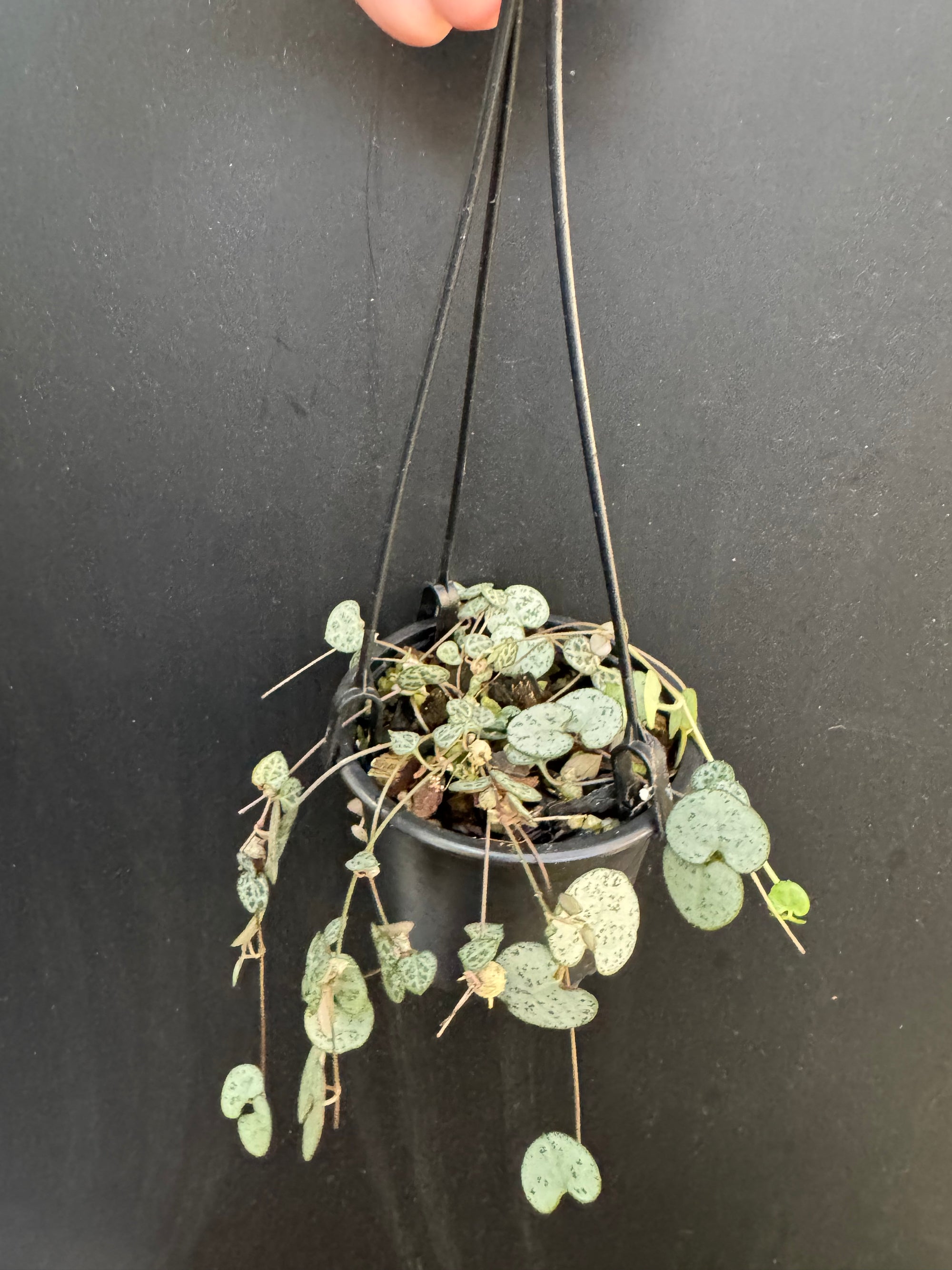 String Of Hearts