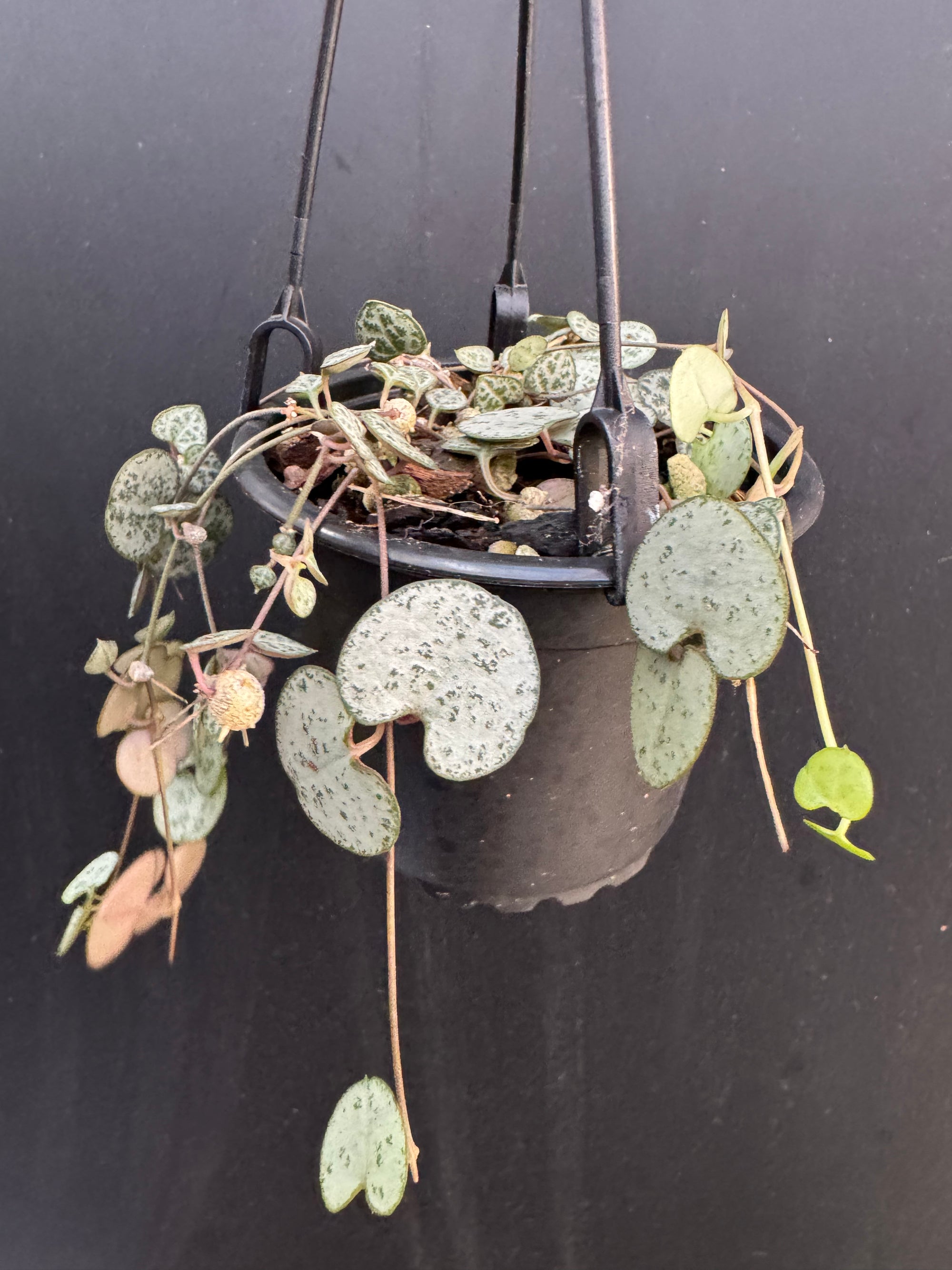 String Of Hearts