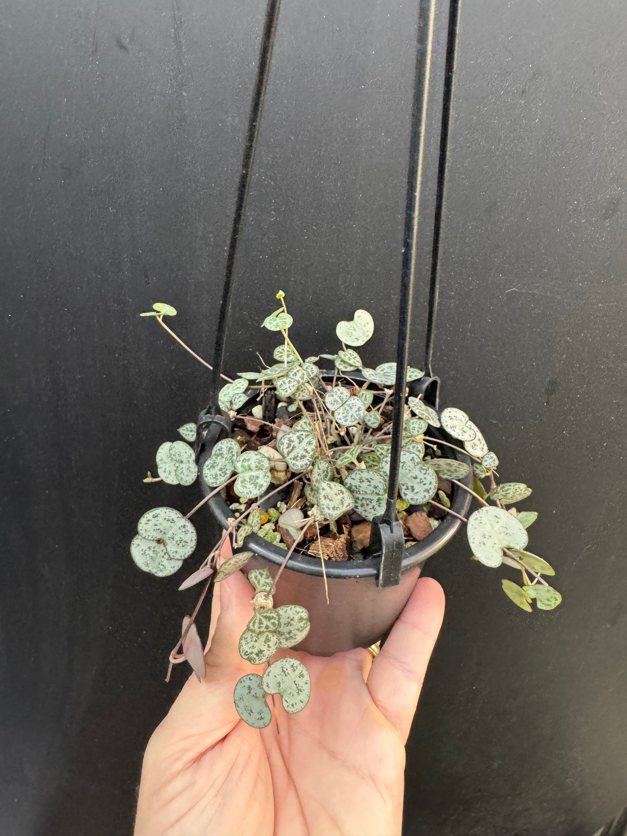 String Of Hearts