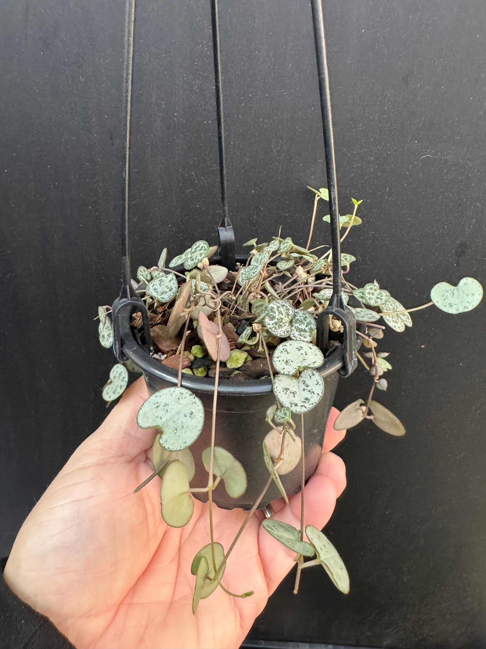 String Of Hearts