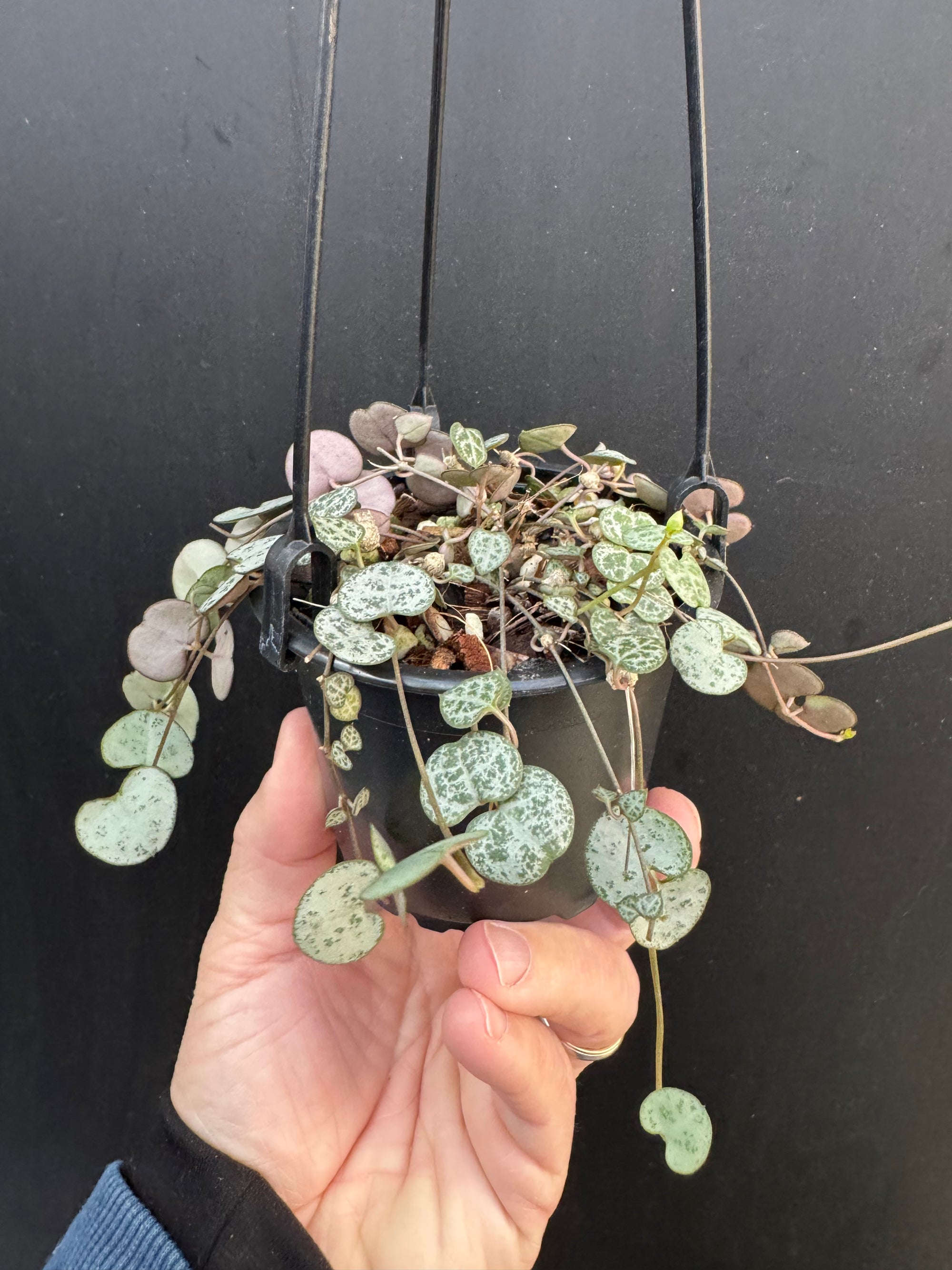 String Of Hearts