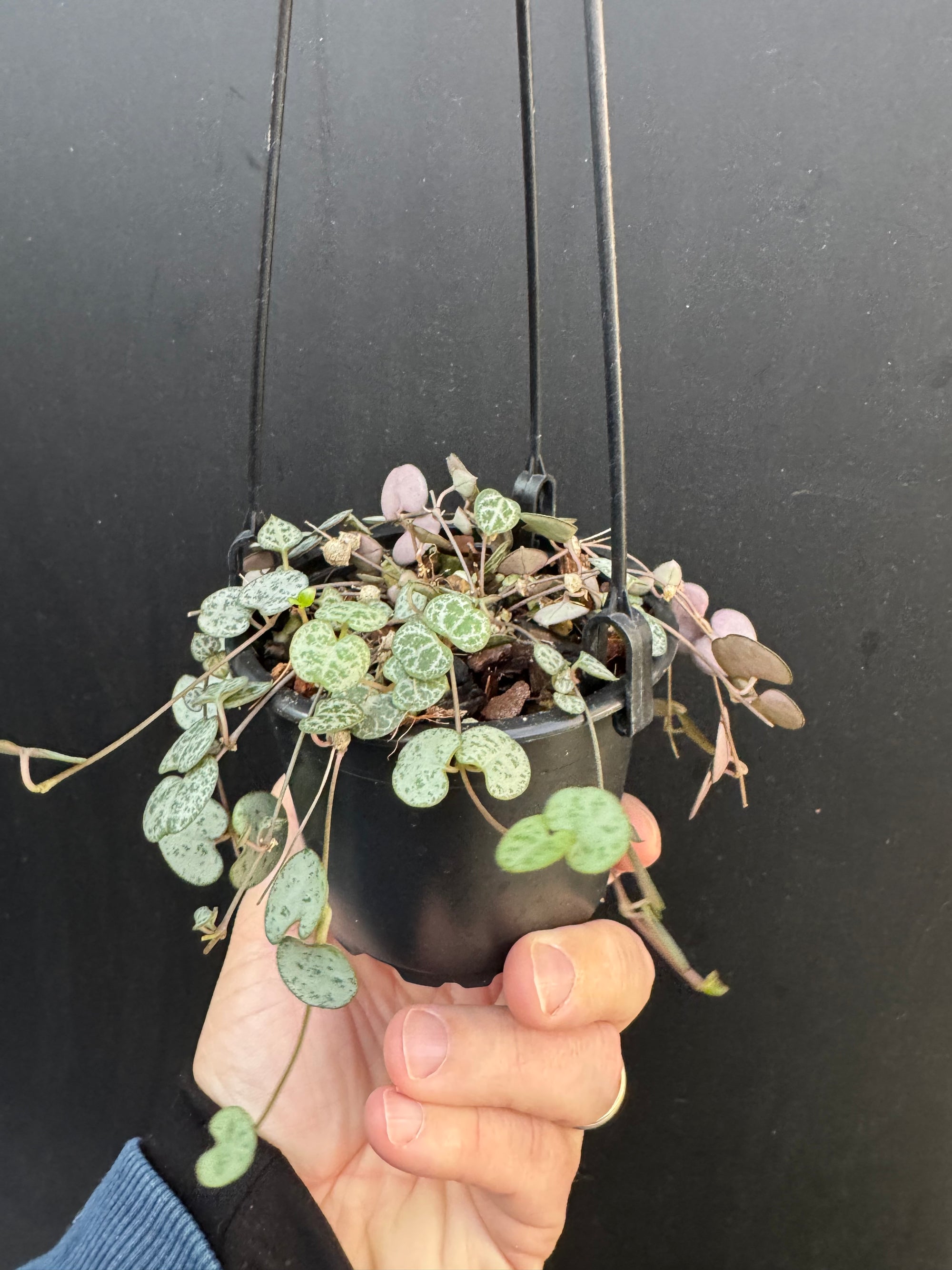 String Of Hearts