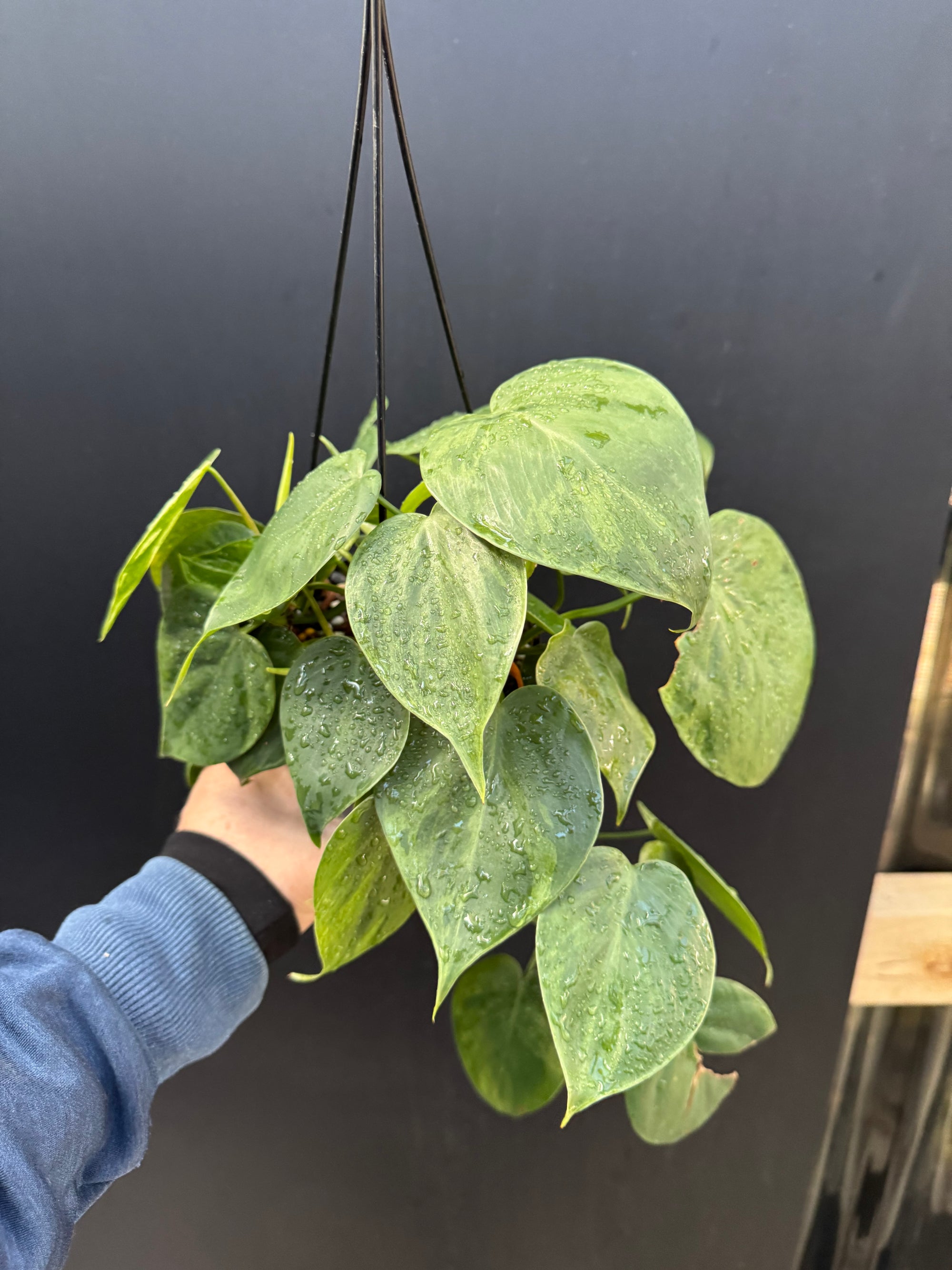Variegated Heartleaf Philodendron, Variegated Heart Leaf Philodendron, Variegated Sweetheart Plant, Philodendron Hederaceum Variegated, Philodendron Hederaceum Variegata.
