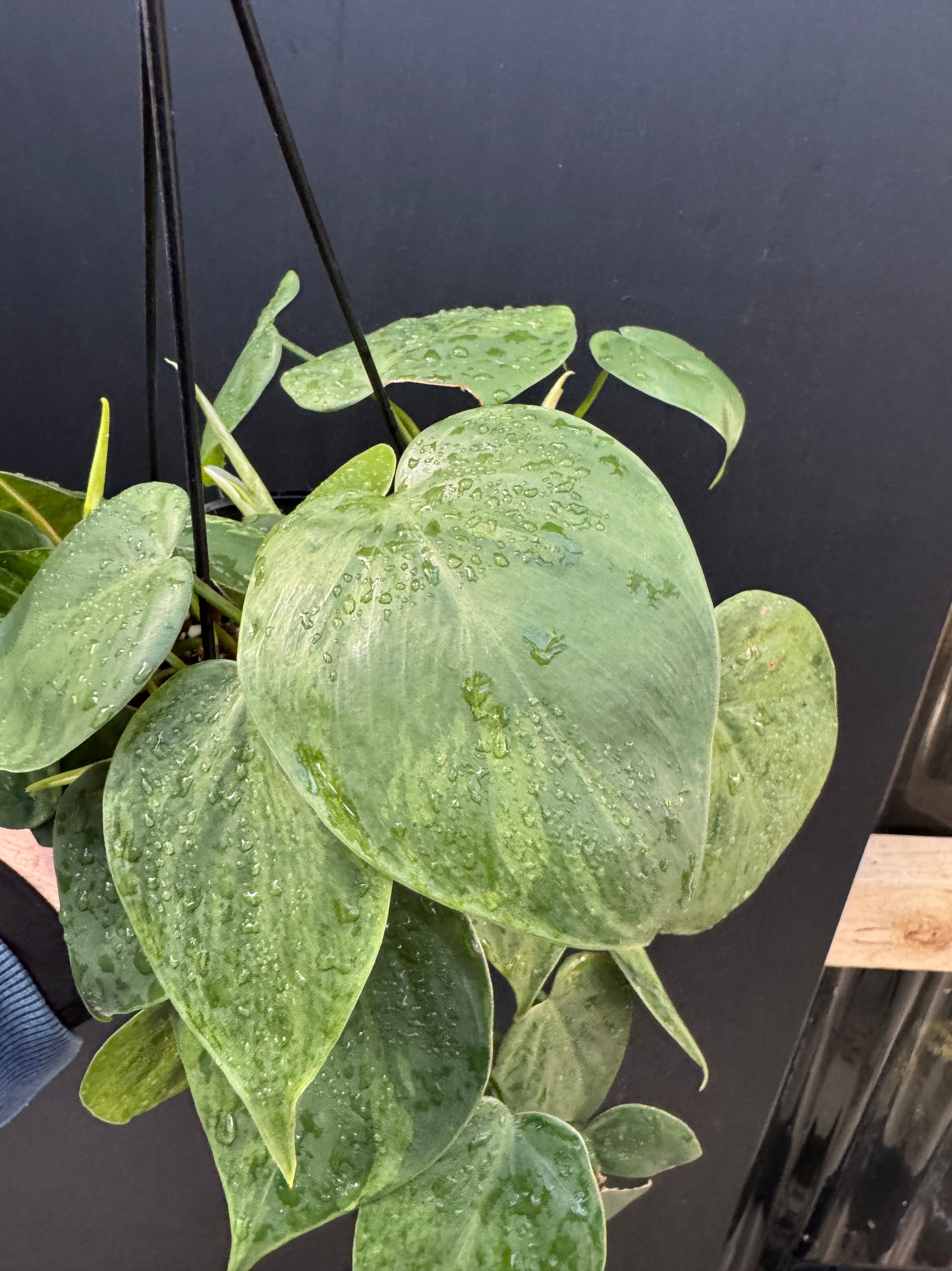 Variegated Heartleaf Philodendron, Variegated Heart Leaf Philodendron, Variegated Sweetheart Plant, Philodendron Hederaceum Variegated, Philodendron Hederaceum Variegata.