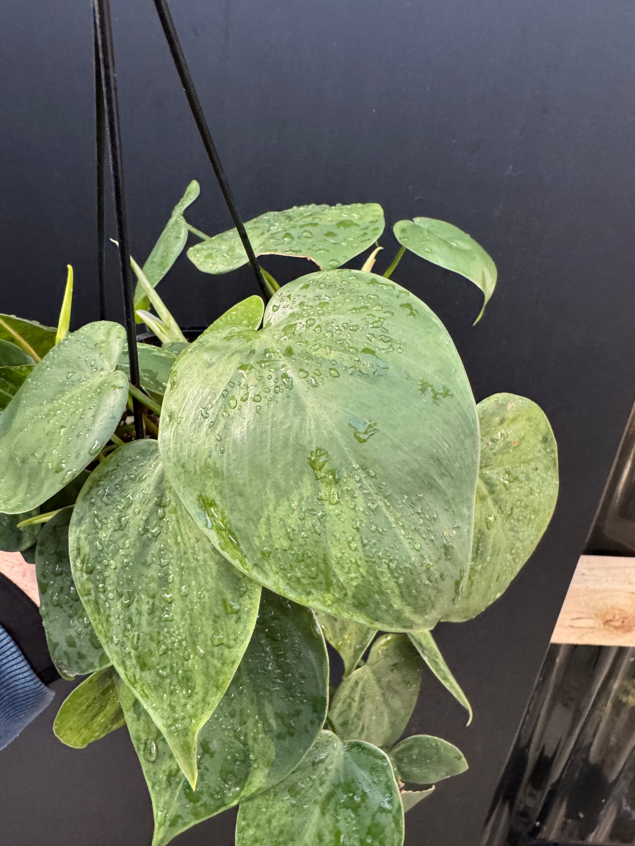Variegated Heartleaf Philodendron, Variegated Heart Leaf Philodendron, Variegated Sweetheart Plant, Philodendron Hederaceum Variegated, Philodendron Hederaceum Variegata.