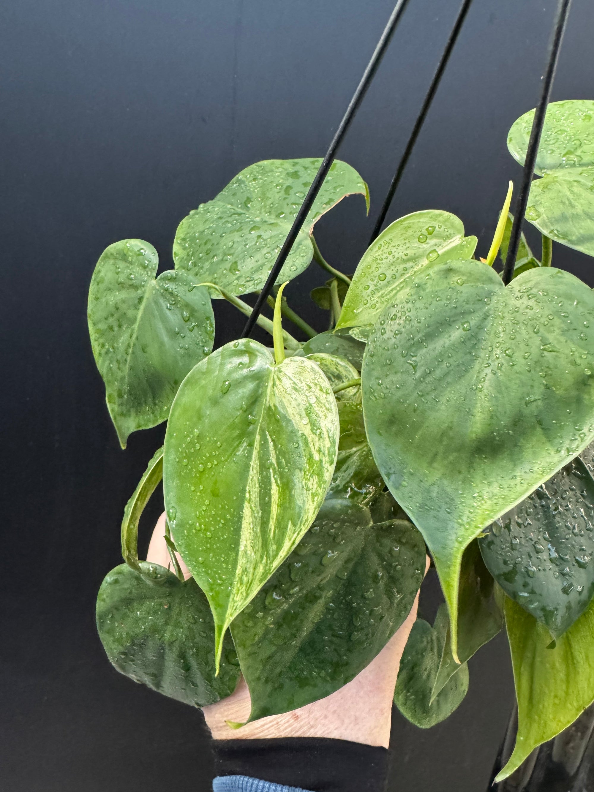 Variegated Heartleaf Philodendron, Variegated Heart Leaf Philodendron, Variegated Sweetheart Plant, Philodendron Hederaceum Variegated, Philodendron Hederaceum Variegata.