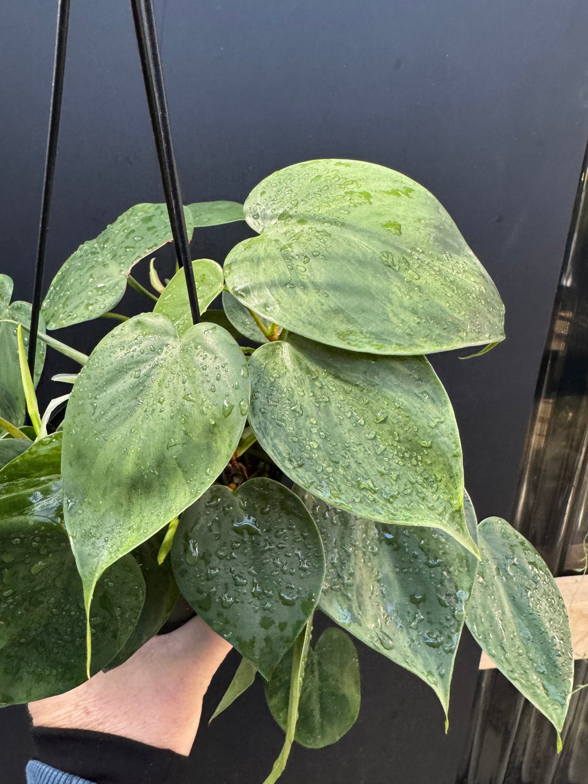 Variegated Heartleaf Philodendron, Variegated Heart Leaf Philodendron, Variegated Sweetheart Plant, Philodendron Hederaceum Variegated, Philodendron Hederaceum Variegata.