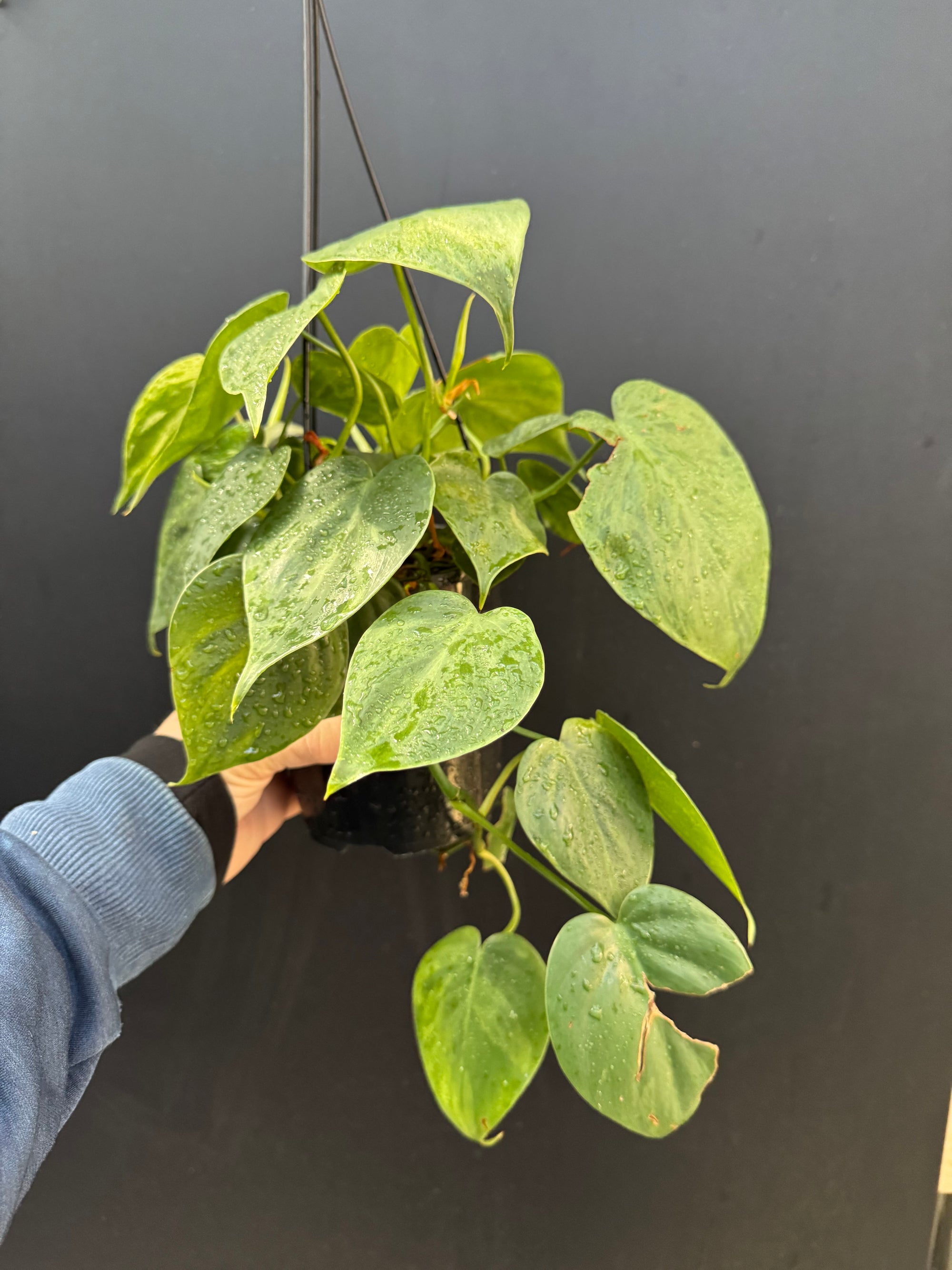 Variegated Heartleaf Philodendron, Variegated Heart Leaf Philodendron, Variegated Sweetheart Plant, Philodendron Hederaceum Variegated, Philodendron Hederaceum Variegata.