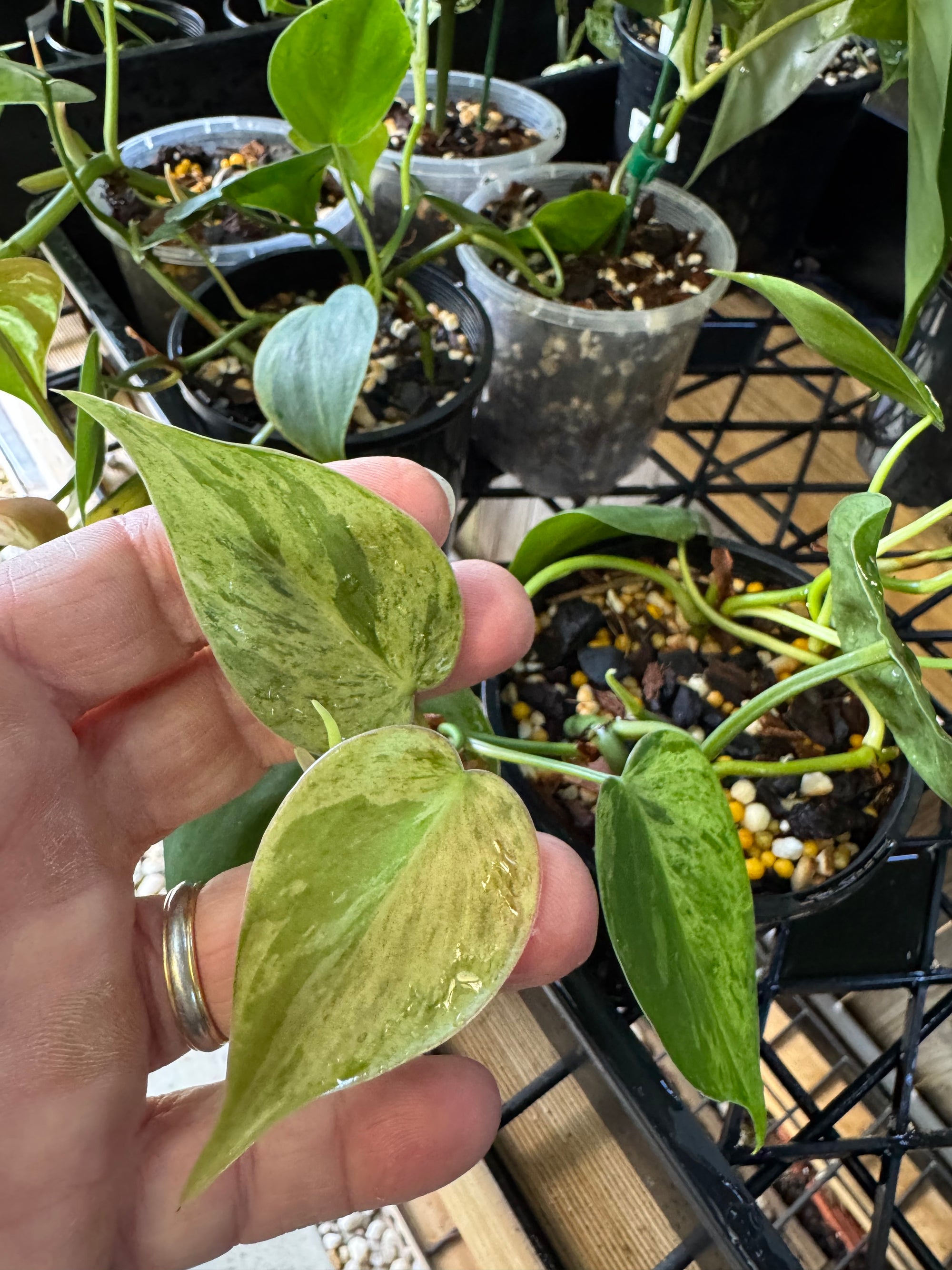 Variegated Heartleaf Philodendron, Variegated Heart Leaf Philodendron, Variegated Sweetheart Plant, Philodendron Hederaceum Variegated, Philodendron Hederaceum Variegata.
