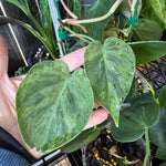 Variegated Heartleaf Philodendron, Variegated Heart Leaf Philodendron, Variegated Sweetheart Plant, Philodendron Hederaceum Variegated, Philodendron Hederaceum Variegata.