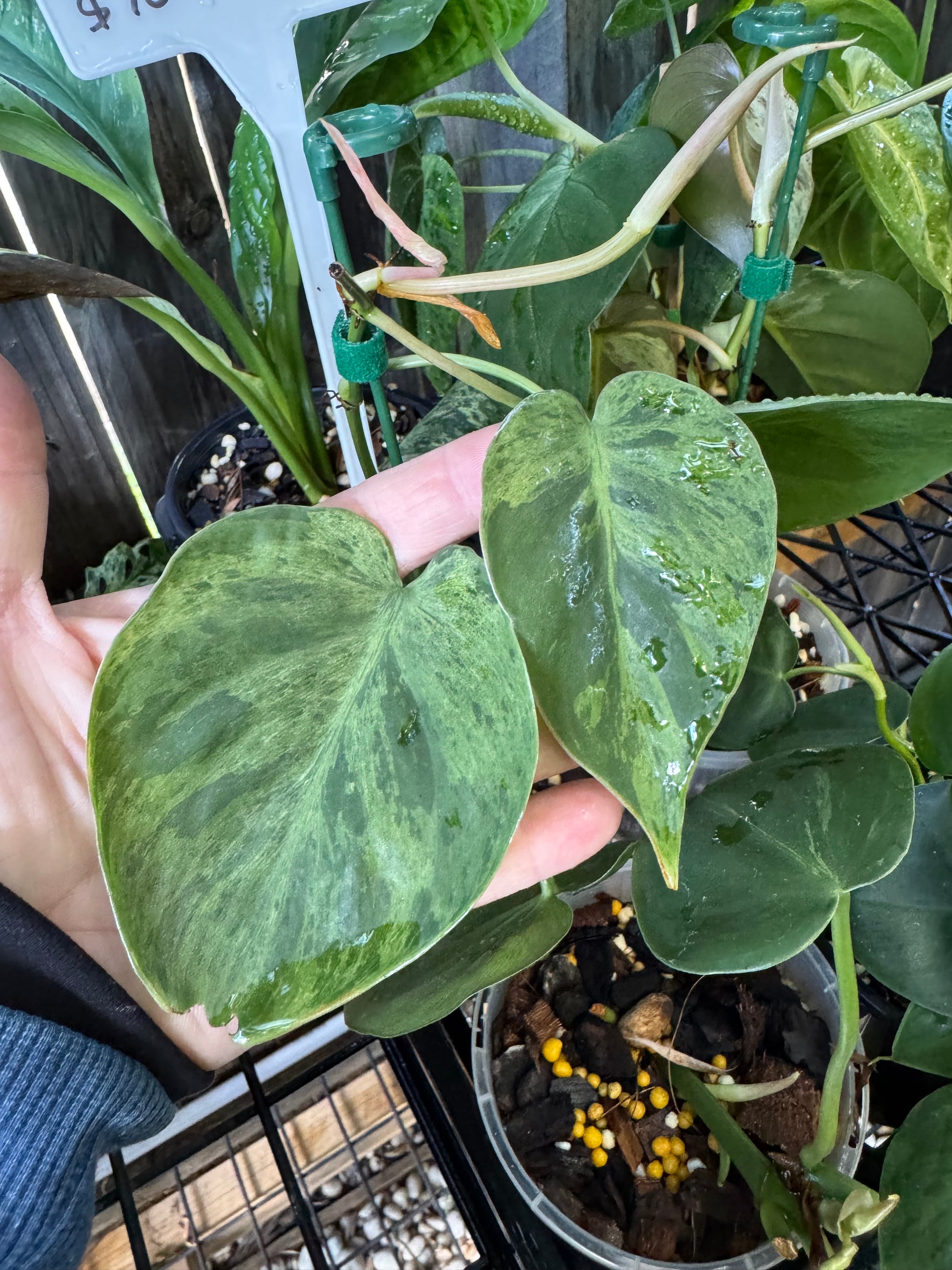 Variegated Heartleaf Philodendron, Variegated Heart Leaf Philodendron, Variegated Sweetheart Plant, Philodendron Hederaceum Variegated, Philodendron Hederaceum Variegata.