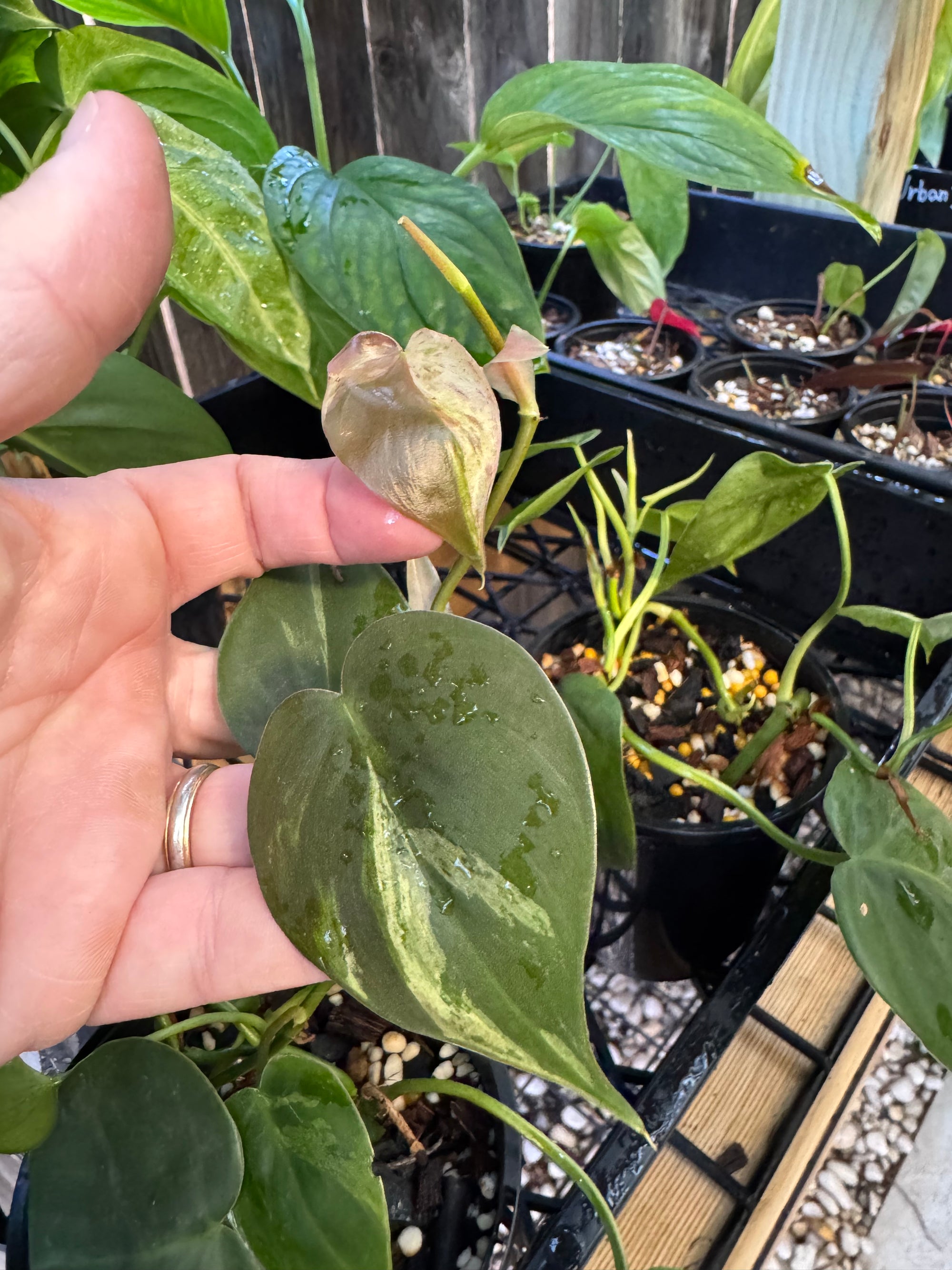 Variegated Heartleaf Philodendron
