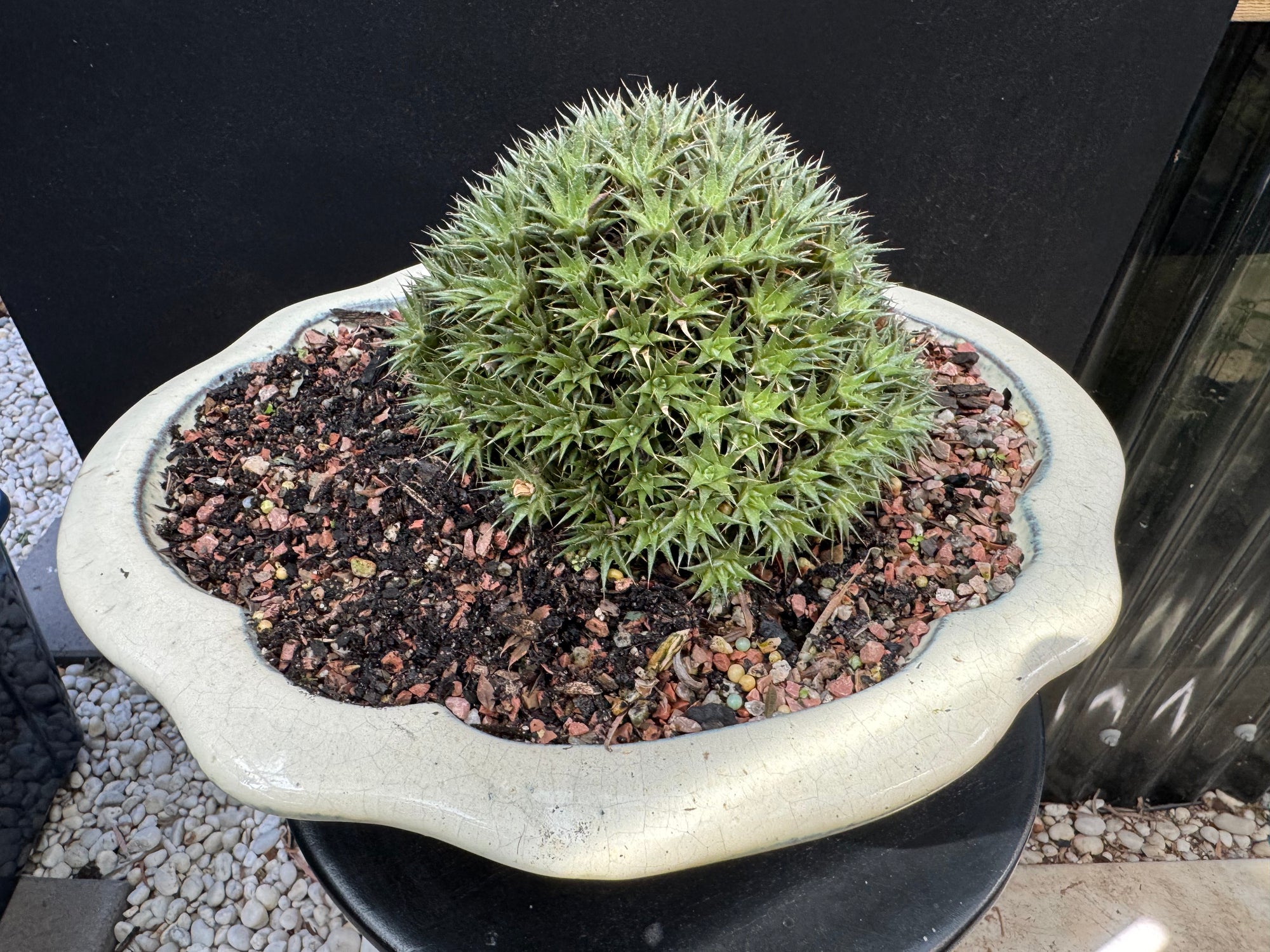 Abromeitiella brevifolia