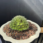 Abromeitiella brevifolia