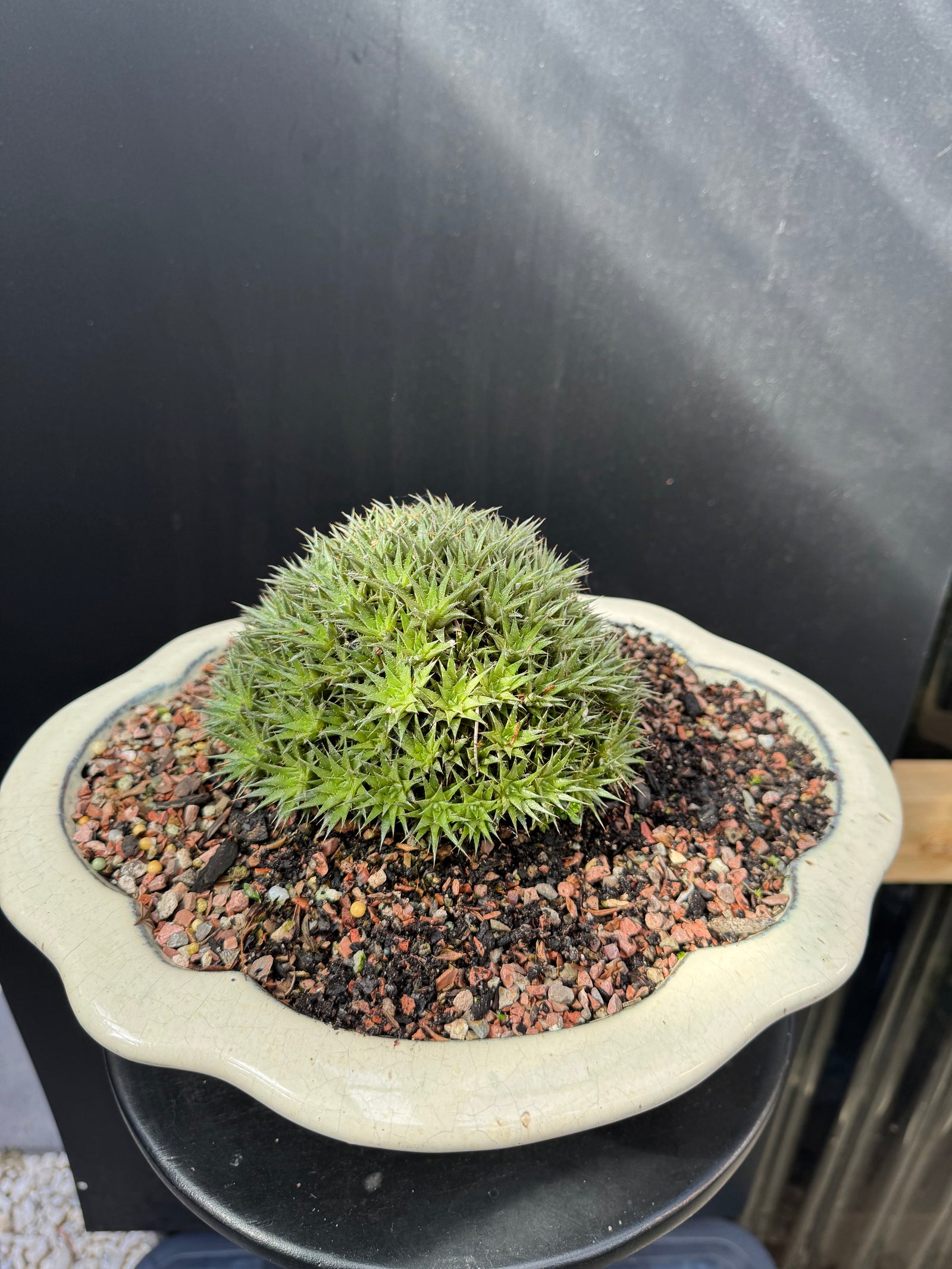 Abromeitiella brevifolia