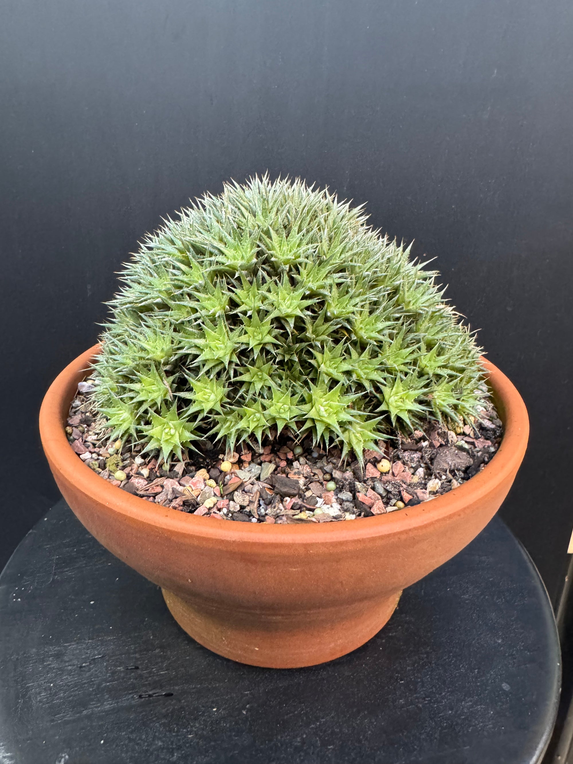 Abromeitiella brevifolia